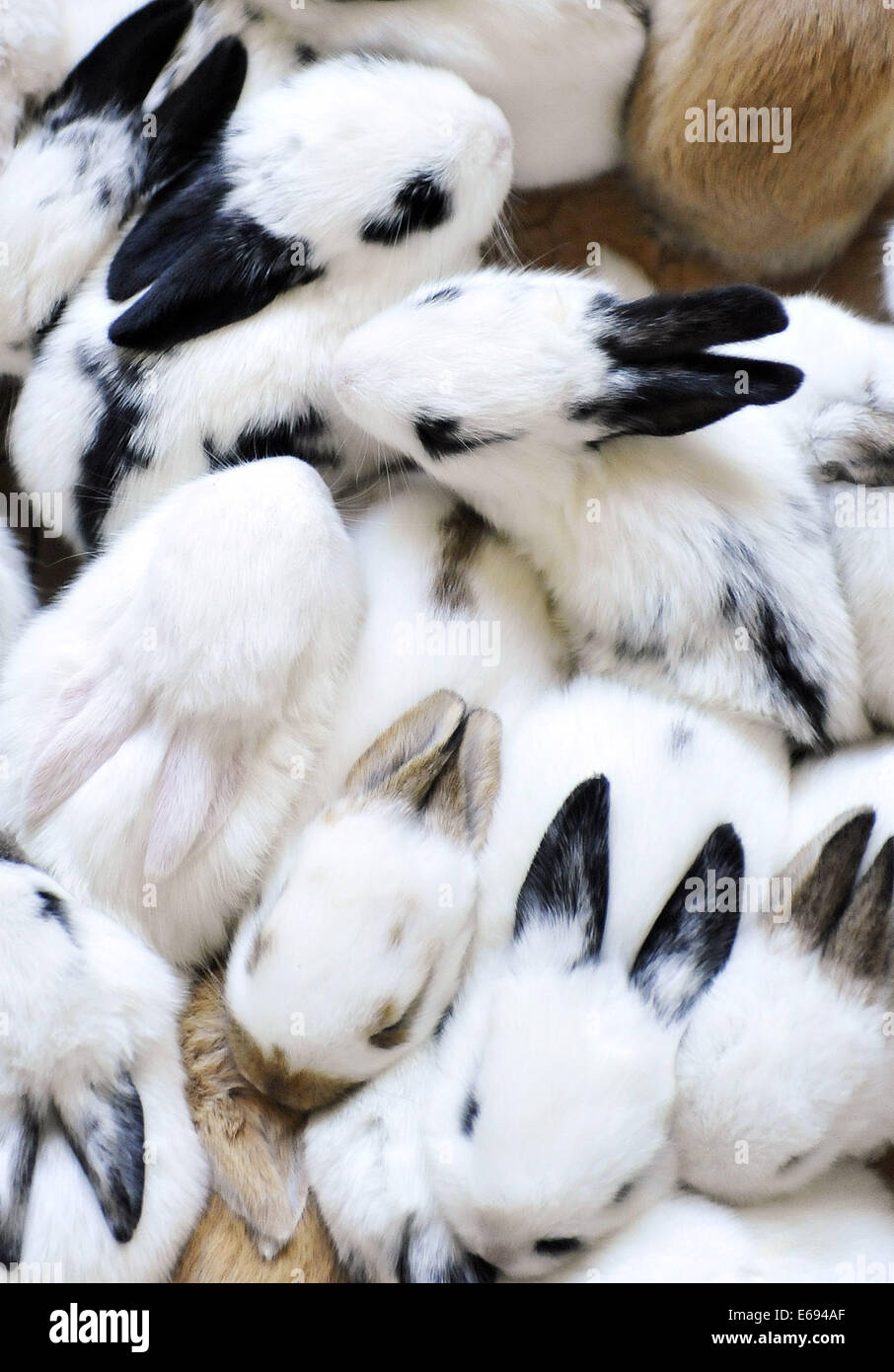 Changchun. 19. August 2014. Foto aufgenommen am 19. August 2014 zeigt Hauskaninchen auf der 13. China Changchun landwirtschaftliche Expo in Changchun, Hauptstadt des nordöstlichen Chinas Provinz Jilin, 19. August 2014. Bildnachweis: Xinhua/Alamy Live-Nachrichten Stockfoto