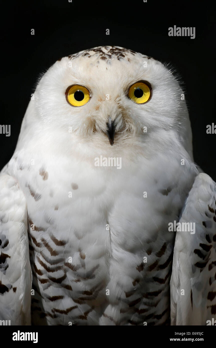 Schnee-Eule (Bubo Scandiacus, Nyctea Scandiaca), Weiblich, Porträt, in Gefangenschaft, Deutschland Stockfoto