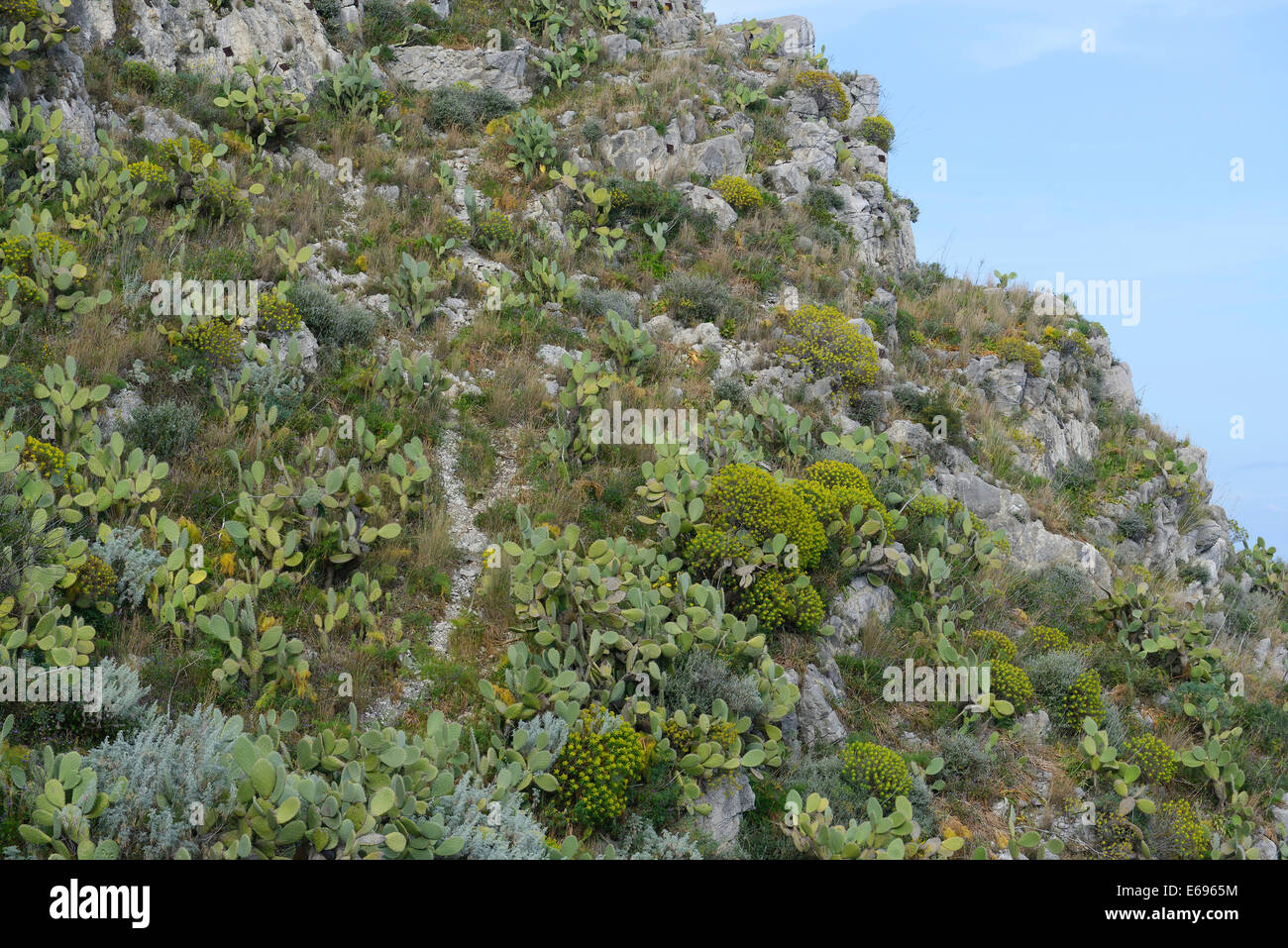 Feigenkaktus (Opuntia Ficus-Indica) und Baum-Wolfsmilch (Euphorbia Dendroides), Provinz Messina, Sizilien, Italien Stockfoto