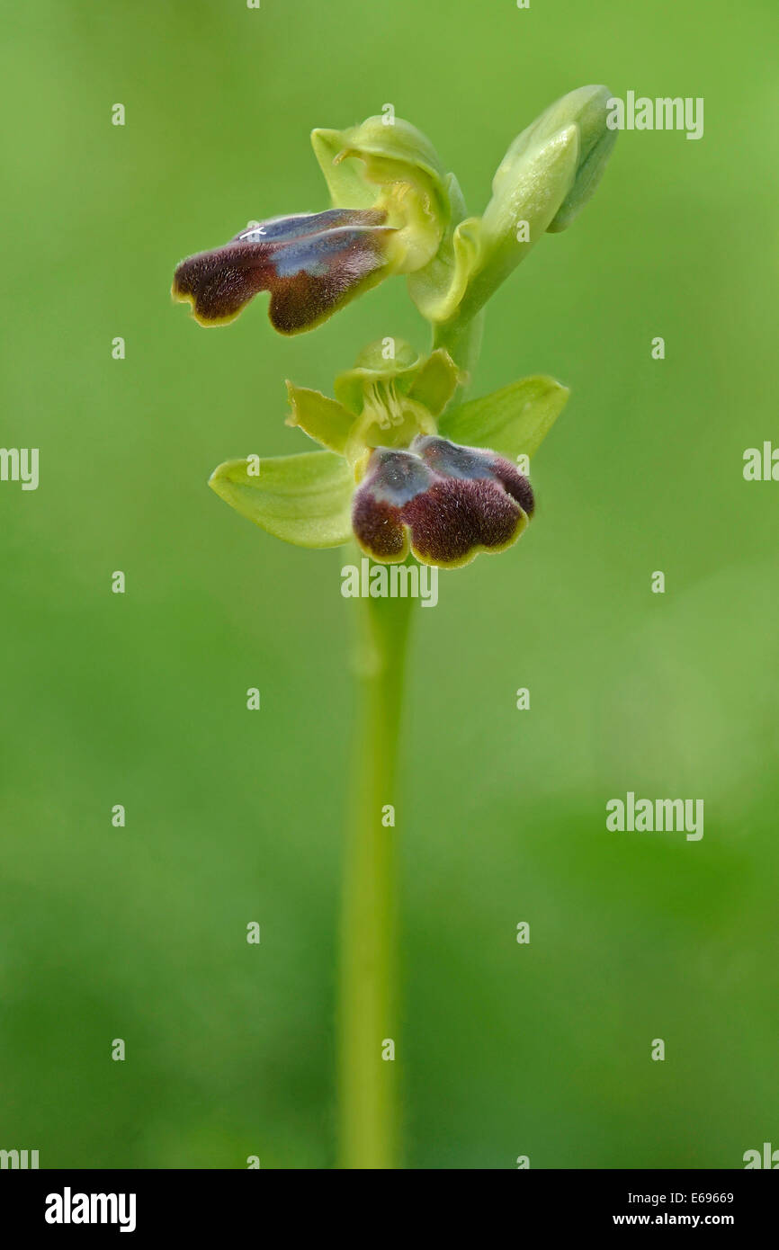 Düstere Bee-Orchidee oder dunkle Biene-Orchidee (Ophrys Fusca), Messina Bezirk, Sizilien, Italien Stockfoto