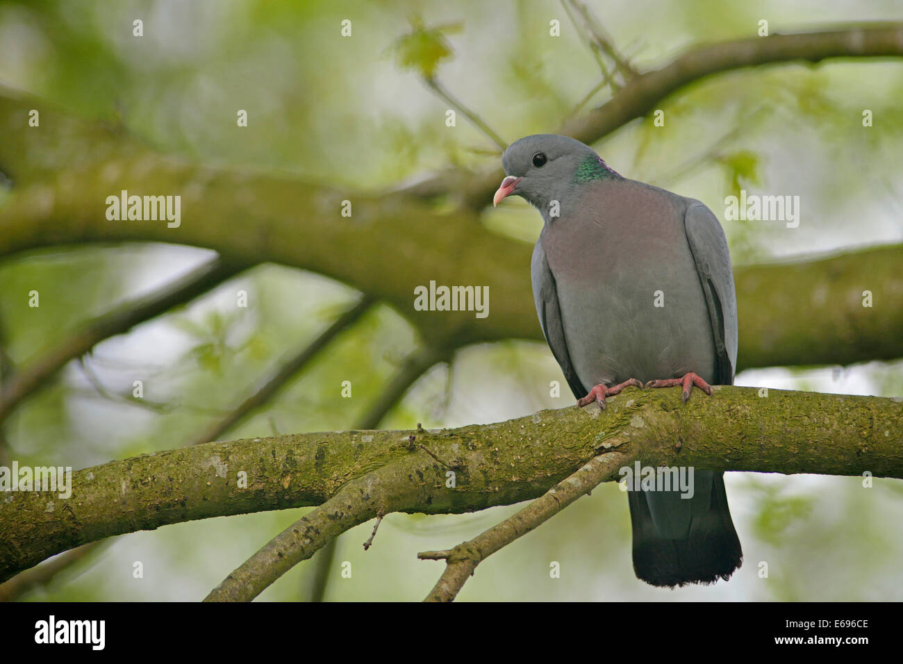 Lager, Taube oder Hohltaube (Columba Oenas), Emsland, Niedersachsen, Deutschland Stockfoto