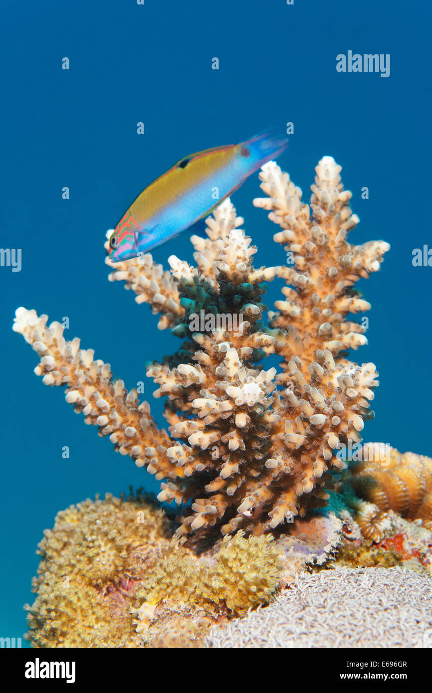 Lippfische (Thalassoma SP.) mit jungen Acropora-Korallen Stein (Acropora sp). Makadi Bay, Hurghada, Ägypten, Rotes Meer Stockfoto