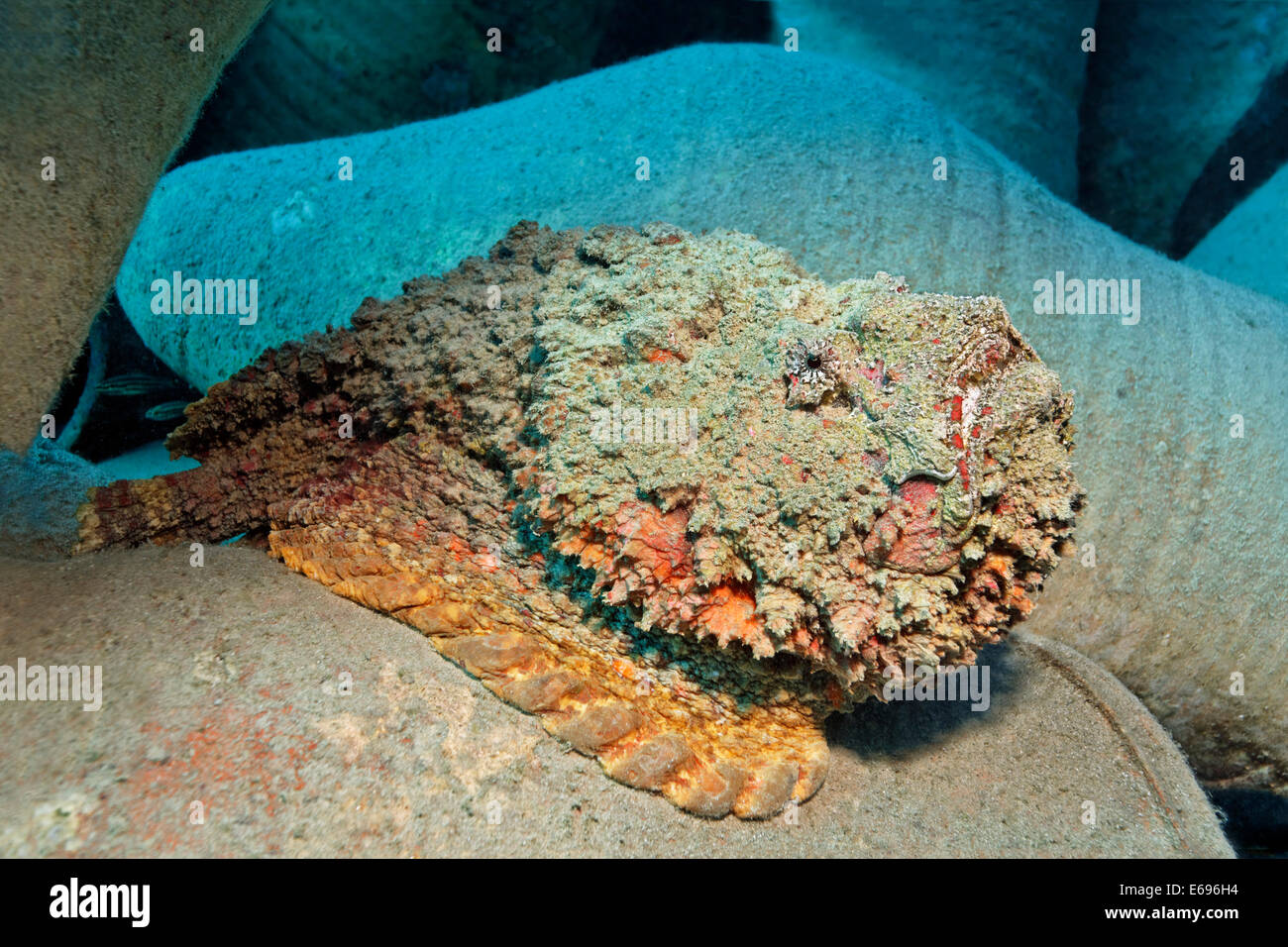 Riff Steinfisch (Synanceia verzweigt) auf Amphoren, Makadi Bay, Rotes Meer, Hurghada, Ägypten Stockfoto