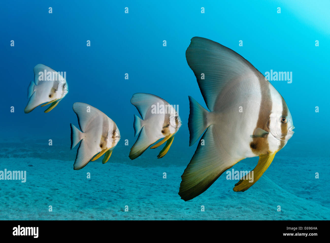 Vier Teira Fledermausfisch (Platax Teira), Makadi Bay, Rotes Meer, Hurghada, Ägypten Stockfoto