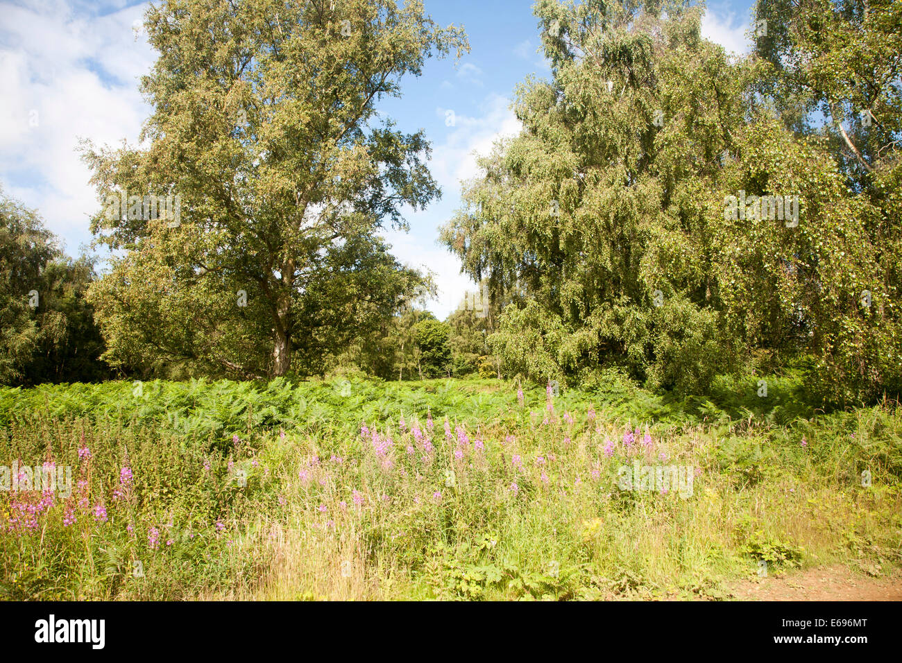 Heide-Vegetation der Suffolk Sandlings Heide Shottisham, Suffolk, England Stockfoto