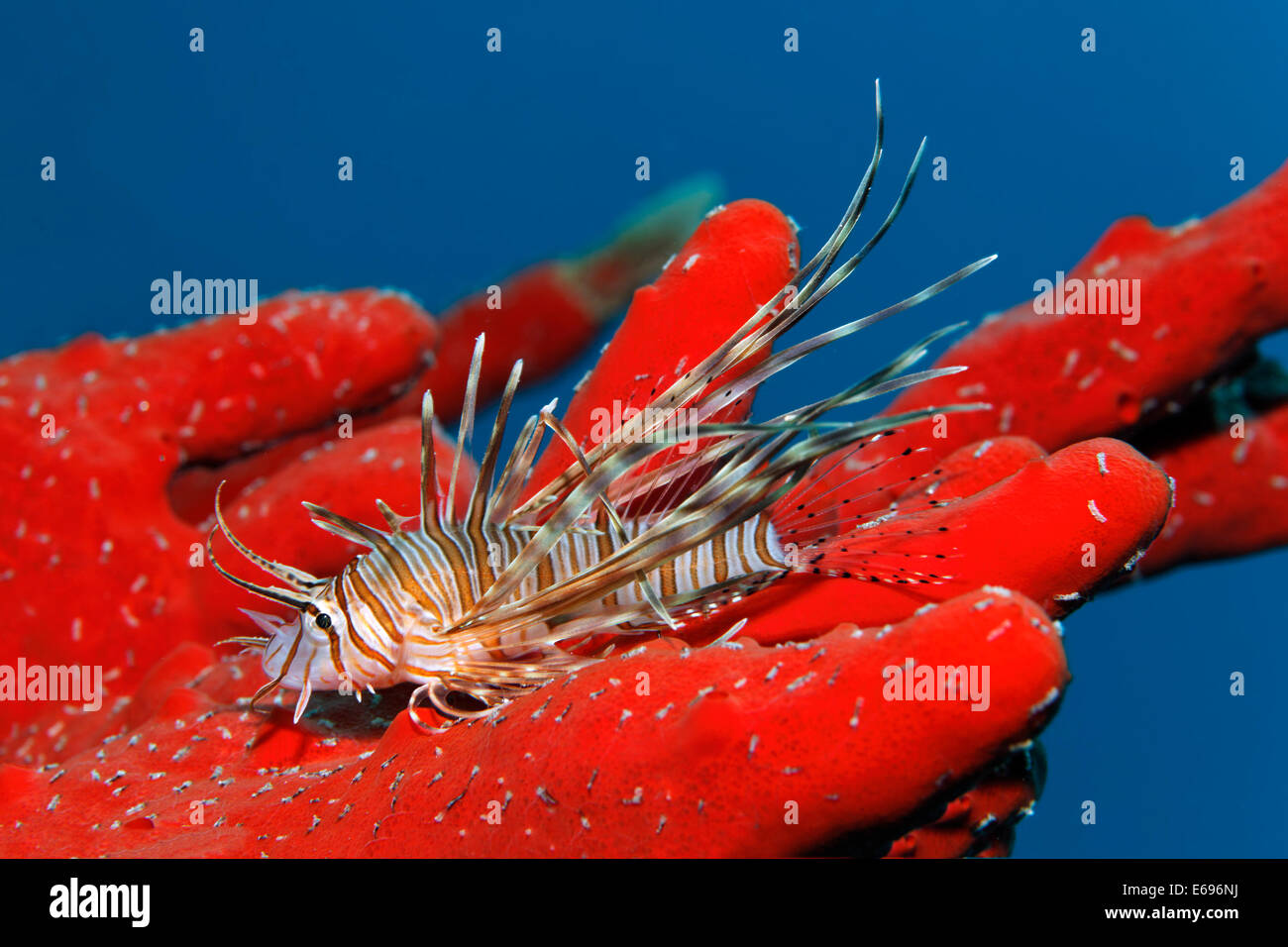 Junge rote Rotfeuerfisch (Pterois Volitans) auf toxische Finger-Schwamm (Negombata Magnifica), Makadi Bay, Rotes Meer, Hurghada, Ägypten Stockfoto