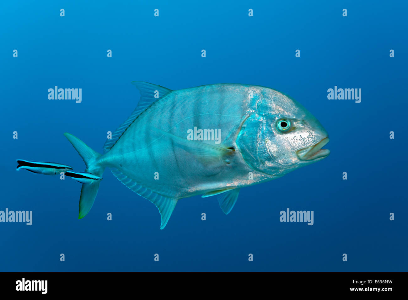 Blaue Makrelen (Carangoides Ferdau), mit Bluestreak Reinigungsmittel Lippfische (Labroides Dimidiatus), Rotes Meer, Makadi Bay, Hurghada, Ägypten Stockfoto