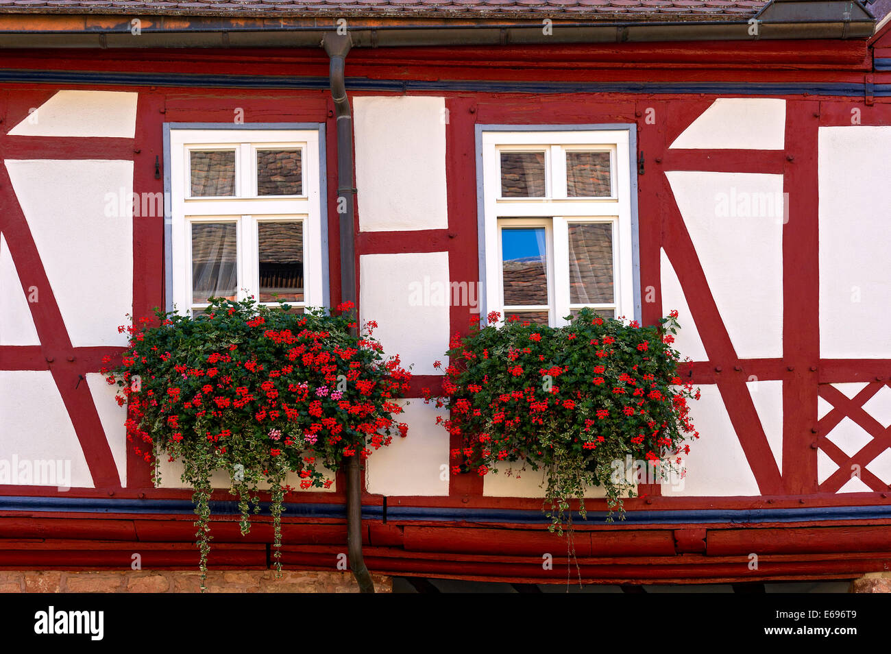 Geranie (Pelargonium SP.) Fenster von ein altes Fachwerkhaus, alte Stadt, Büdingen, Hessen, Deutschland Stockfoto