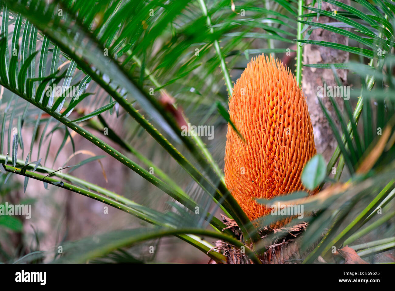 Männlicher Blütenstand, König Sagopalme (Cycas), Wilpattu Nationalpark, North Western Province, Sri Lanka Stockfoto