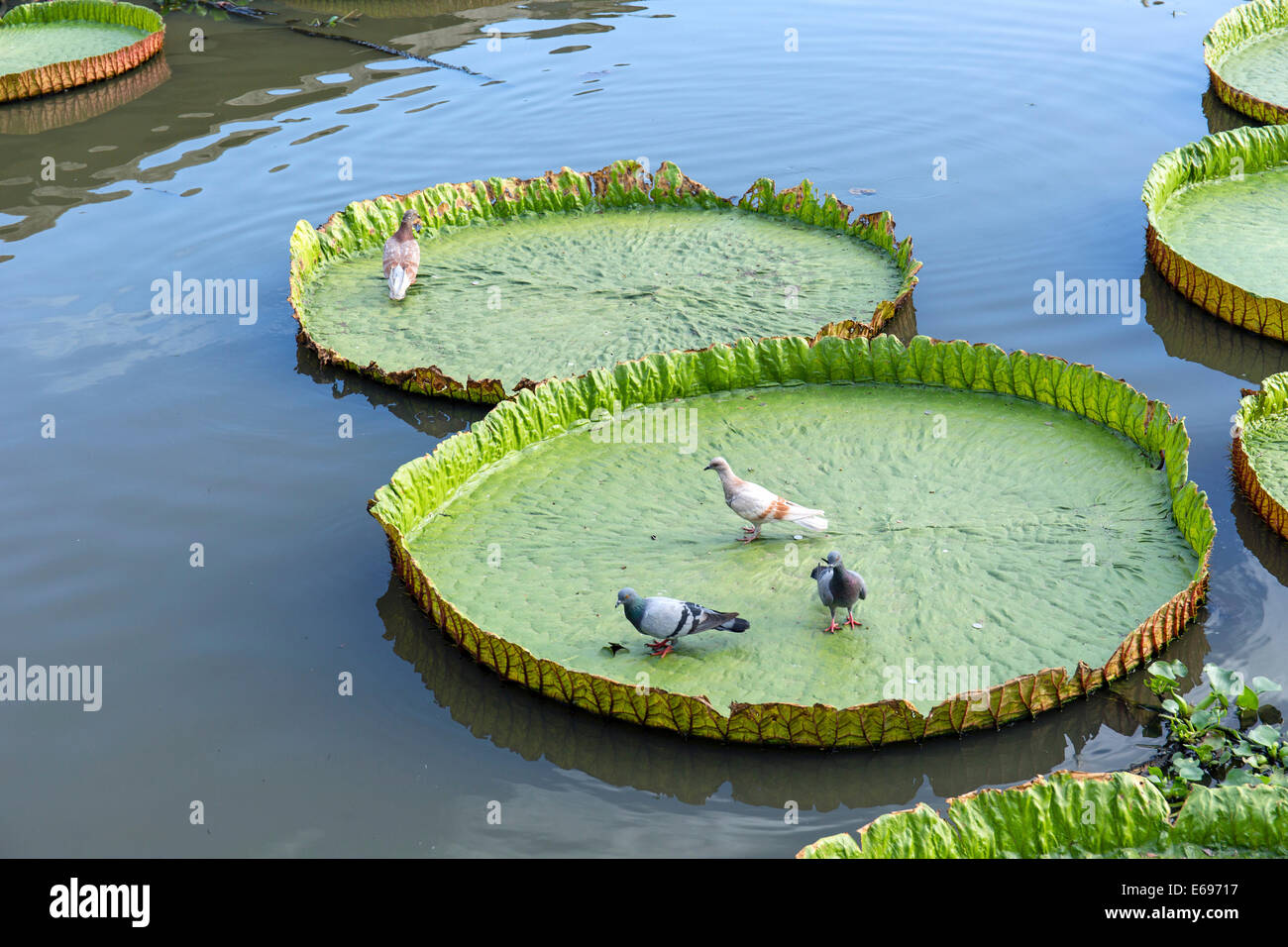 Taube in einem riesigen Wasser Lilie (Victoria SP.), Wat Jedlin, Chiang Mai, Nord-Thailand, Thailand Stockfoto