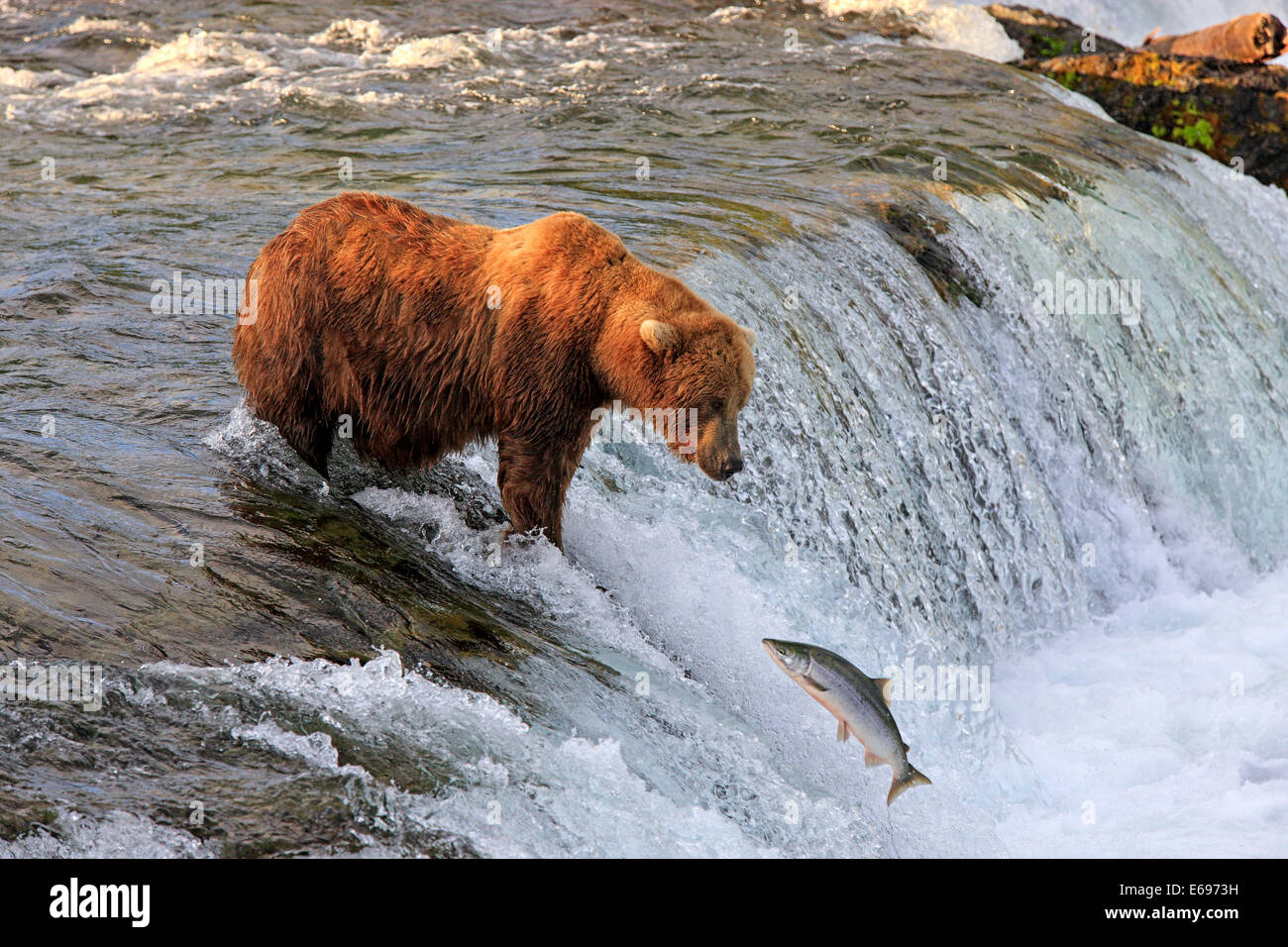 Grizzlybär (Ursus Arctos Horribilis), Erwachsene, Lachs, Brooks River, Katmai Nationalpark und Reservat, Alaska zu jagen Stockfoto