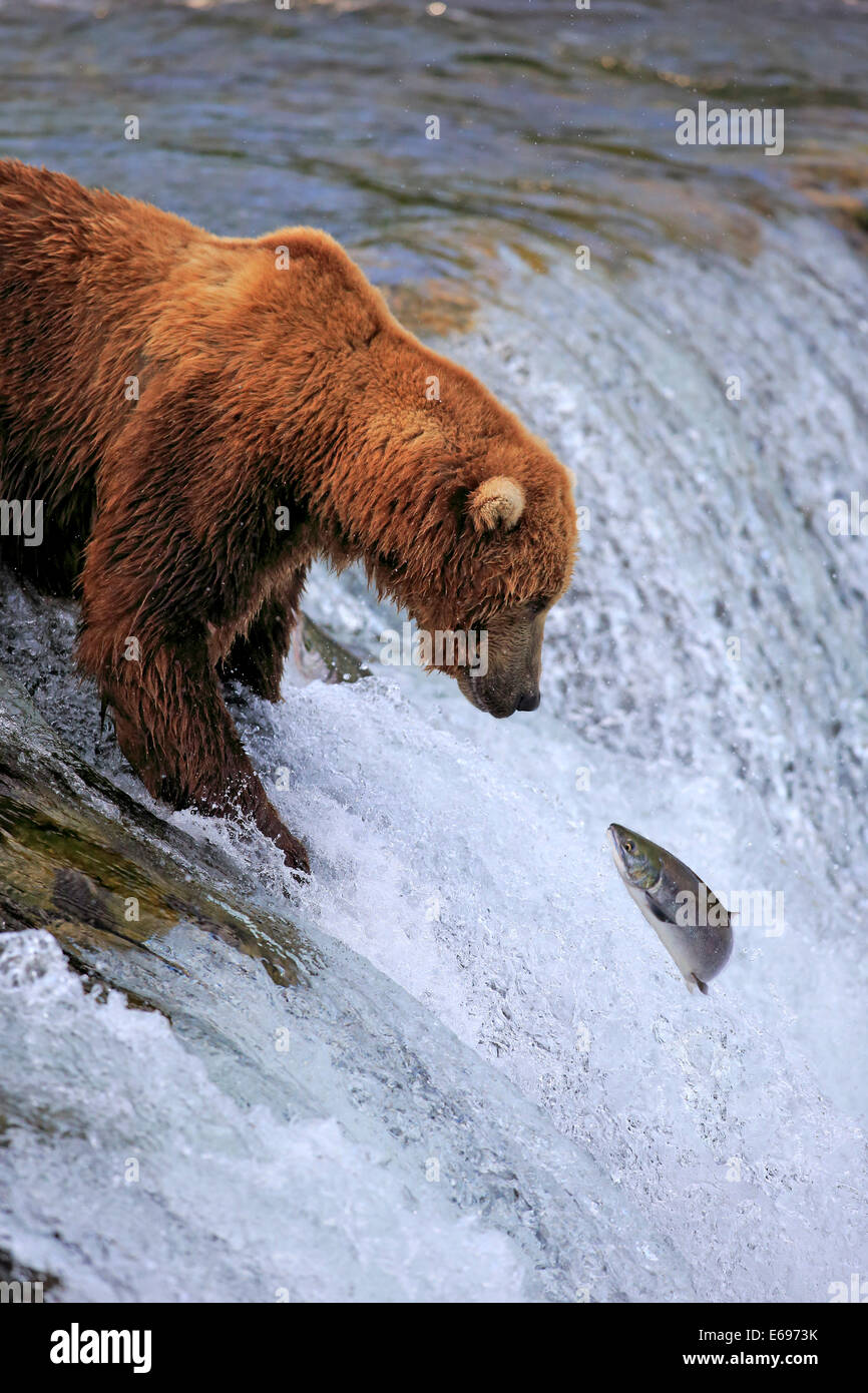 Grizzlybär (Ursus Arctos Horribilis), Erwachsene, im Wasser, Lachs, Brooks River, Katmai National Park and Preserve Jagd Stockfoto