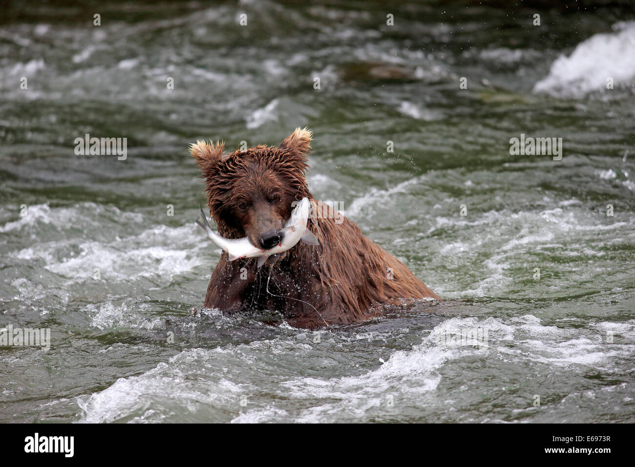 Grizzly Bär (Ursus Arctos Horribilis) Erwachsene im Wasser mit einer Gefangenen Lachs, Brooks River, Katmai Nationalpark und Stockfoto
