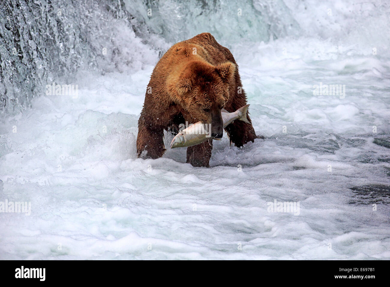 Grizzly Bär (Ursus Arctos Horribilis) Erwachsene im Wasser mit einer Gefangenen Lachs, Brooks River, Katmai Nationalpark und Stockfoto
