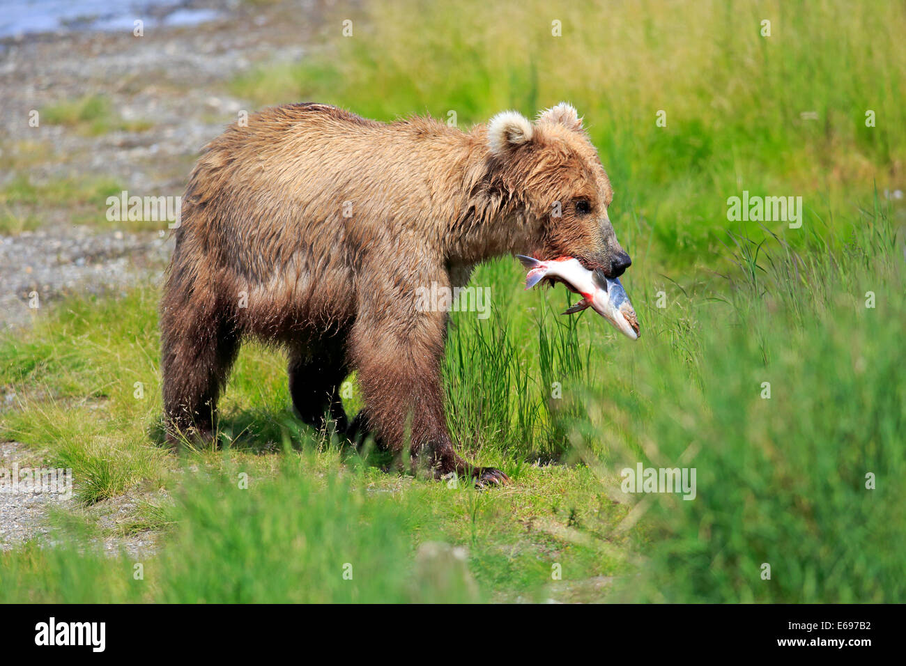 Grizzly Bär (Ursus Arctos Horribilis), mit einem Gefangenen Lachs Brooks River, Katmai Nationalpark und Reservat, Alaska Stockfoto