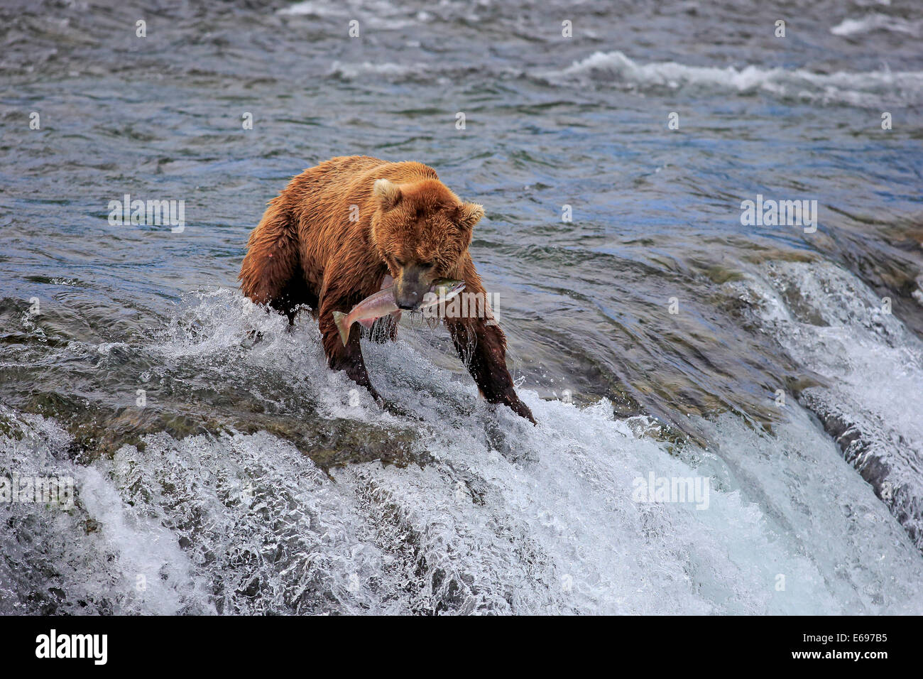 Grizzly Bär (Ursus Arctos Horribilis) Erwachsene im Wasser mit einem Gefangenen Lachs, Brooks River, Katmai Nationalpark und Reservat Stockfoto