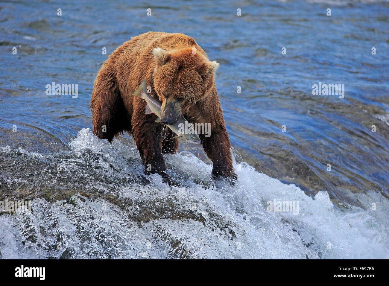 Grizzly Bär (Ursus Arctos Horribilis) Erwachsene im Wasser mit einem Gefangenen Lachs, Brooks River, Katmai Nationalpark und Reservat Stockfoto