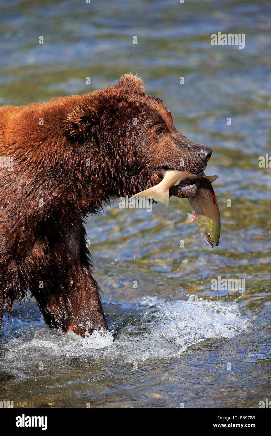 Grizzly Bär (Ursus Arctos Horribilis) Erwachsene im Wasser mit einem Gefangenen Lachs, Brooks River, Katmai Nationalpark und Reservat Stockfoto