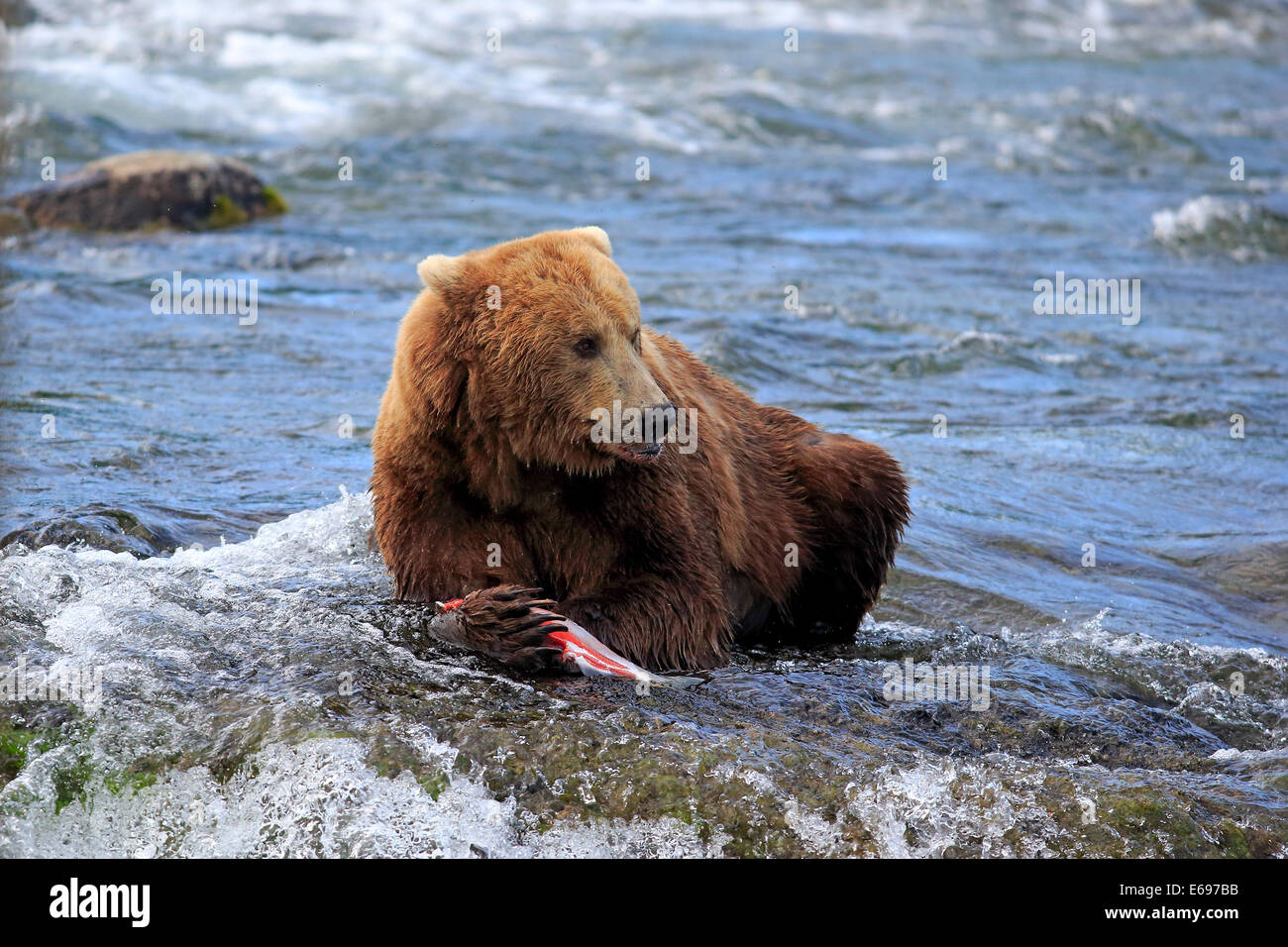 Grizzly Bär (Ursus Arctos Horribilis) Erwachsene im Wasser mit einem Gefangenen Lachs, Brooks River, Katmai Nationalpark und Reservat Stockfoto