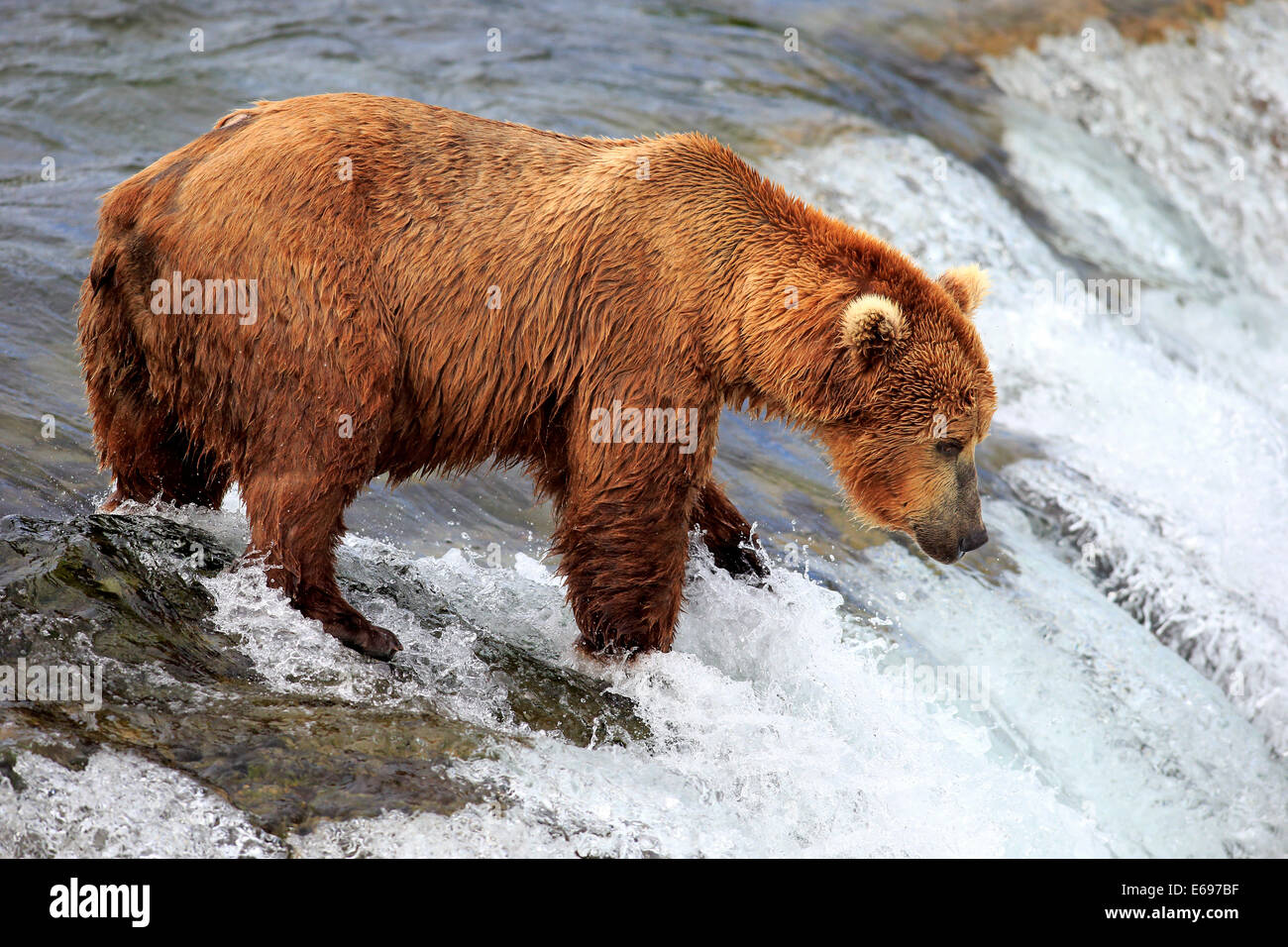 Grizzly Bär (Ursus Arctos Horribilis) Erwachsenen, Nahrungssuche in das Wasser, Brooks River, Brooks fällt in Katmai Nationalpark Stockfoto