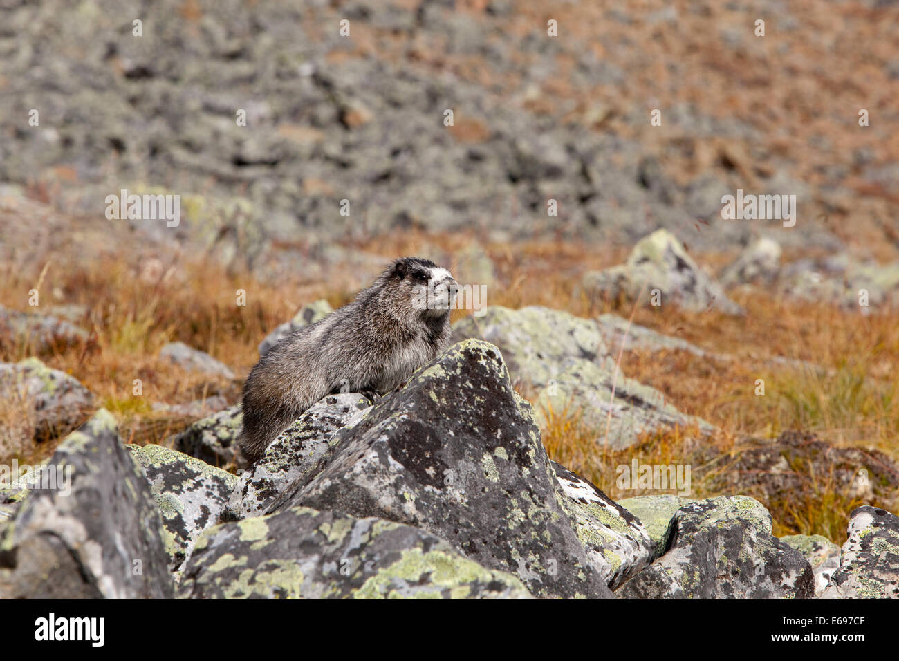 Hoary Murmeltier (Marmota Caligata), auf Felsen mit Flechten, Tombstone Mountains Territorial Park, Yukon Territorium, Kanada Stockfoto