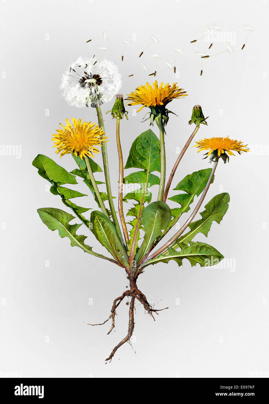 Löwenzahn (Taraxacum Officinale), illustration Stockfoto