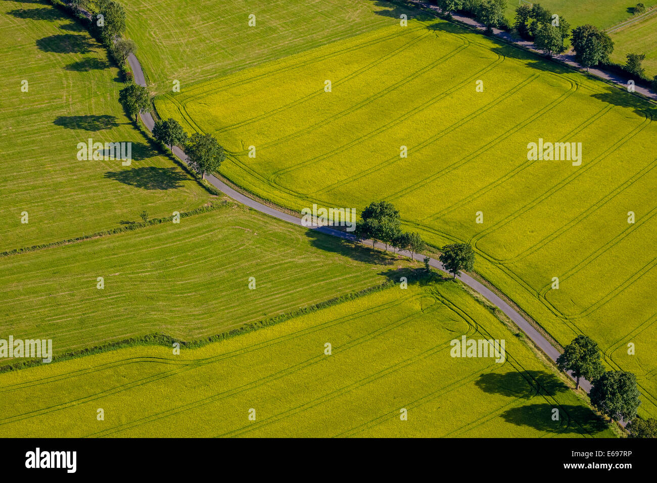 Luftaufnahme, Landstraße mit Bäumen, Schmallenberg, Sauerland, Nordrhein-Westfalen, Deutschland Stockfoto