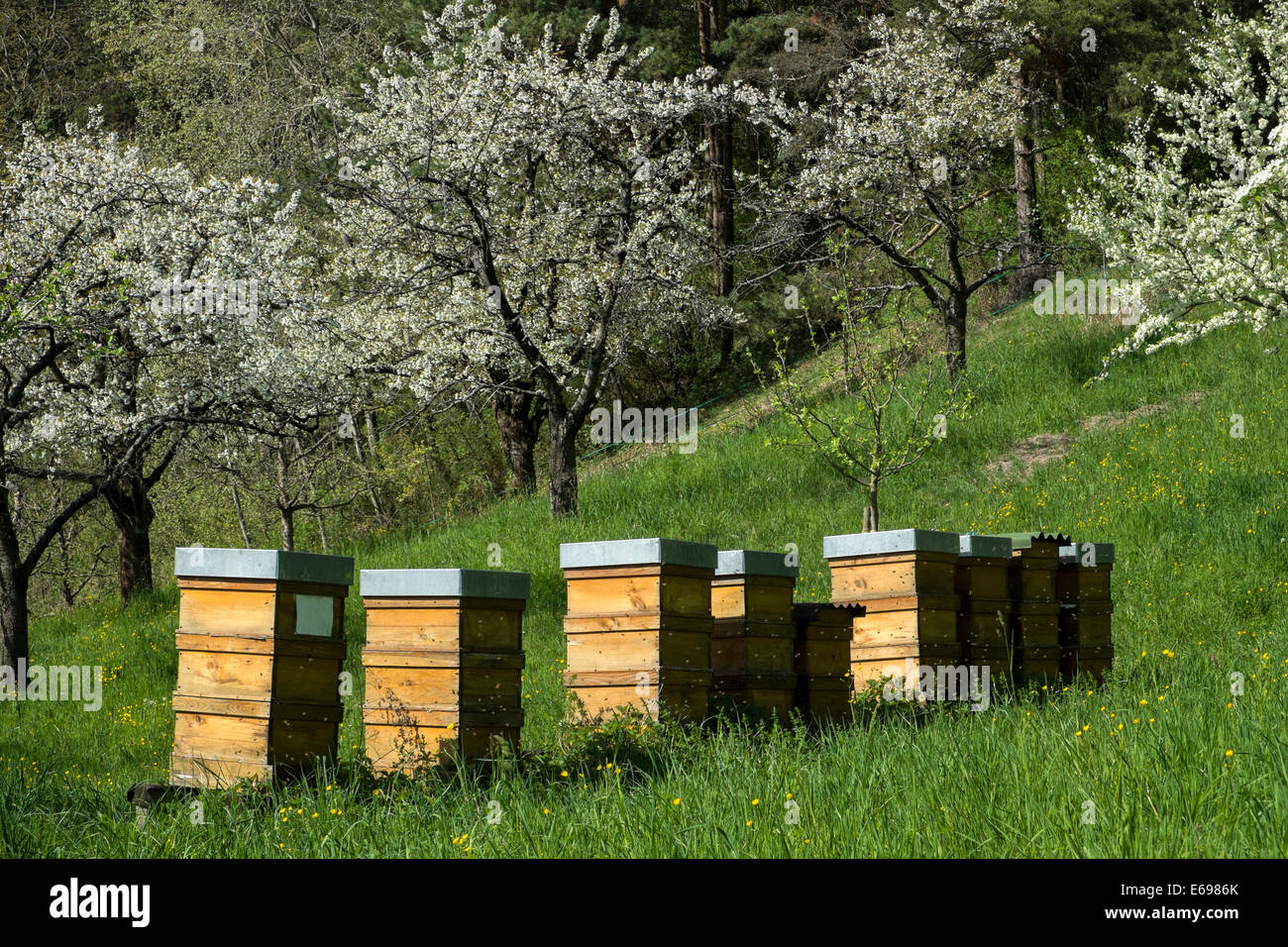 Bienenstöcke, Gehäuse für Honigbienen in einem Obstgarten, Überlingen, Bodenseekreis District, Baden-Württemberg, Deutschland Stockfoto