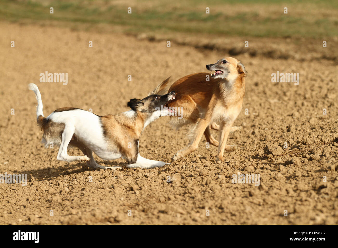 Silken Windsprite Rüden spielen auf einem Feld, Rheinland-Pfalz, Deutschland Stockfoto