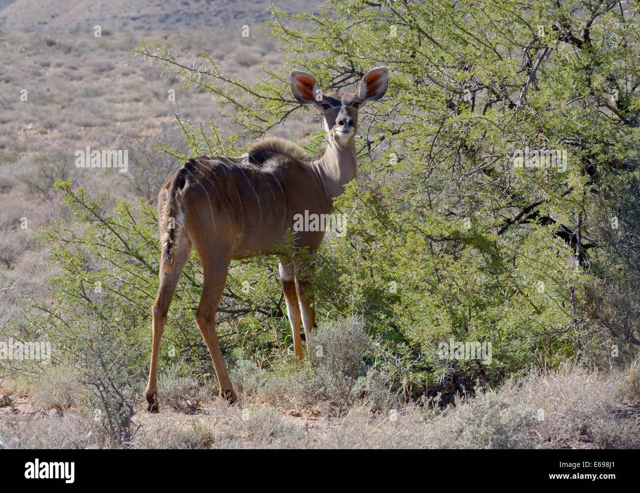Große Kudu (Tragelaphus Strepsiceros), Western Cape, Südafrika Stockfoto