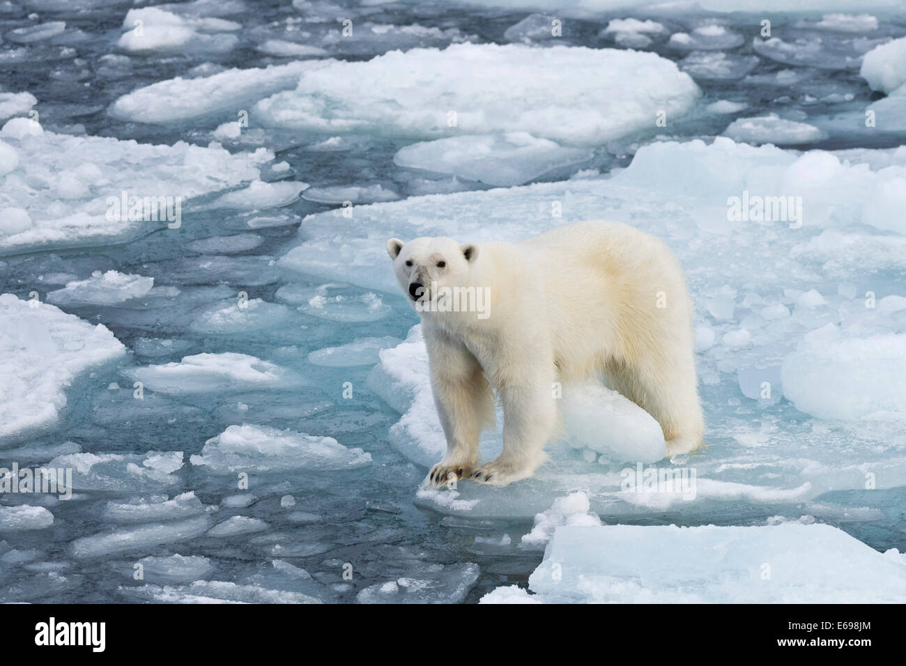 Eisbär (Ursus Maritimus) auf Packeis, aufmerksam, Spitzbergen, Svalbard-Inseln, Svalbard und Jan Mayen, Norwegen Stockfoto