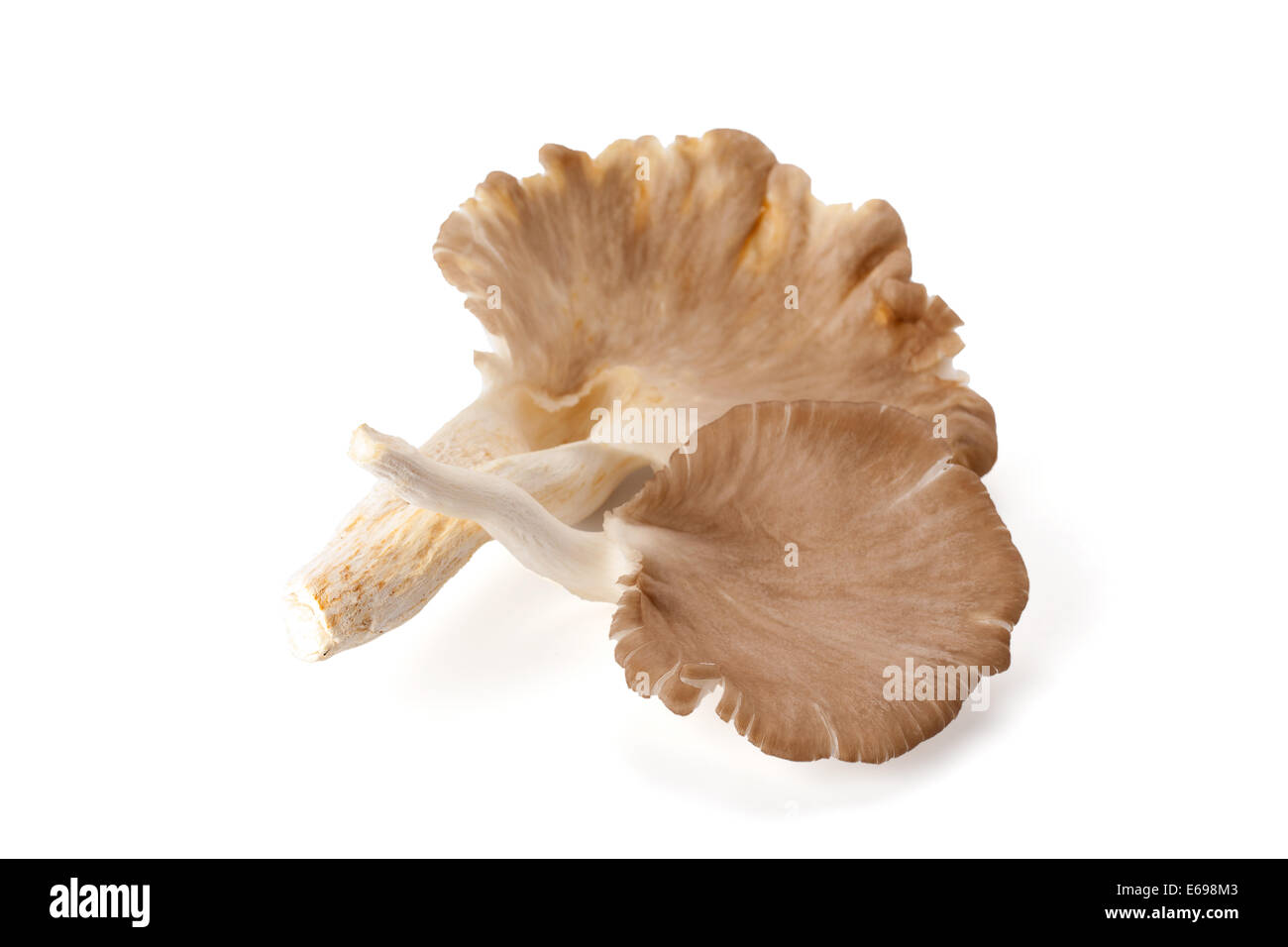 Austernpilz isoliert auf weißem Hintergrund Stockfoto