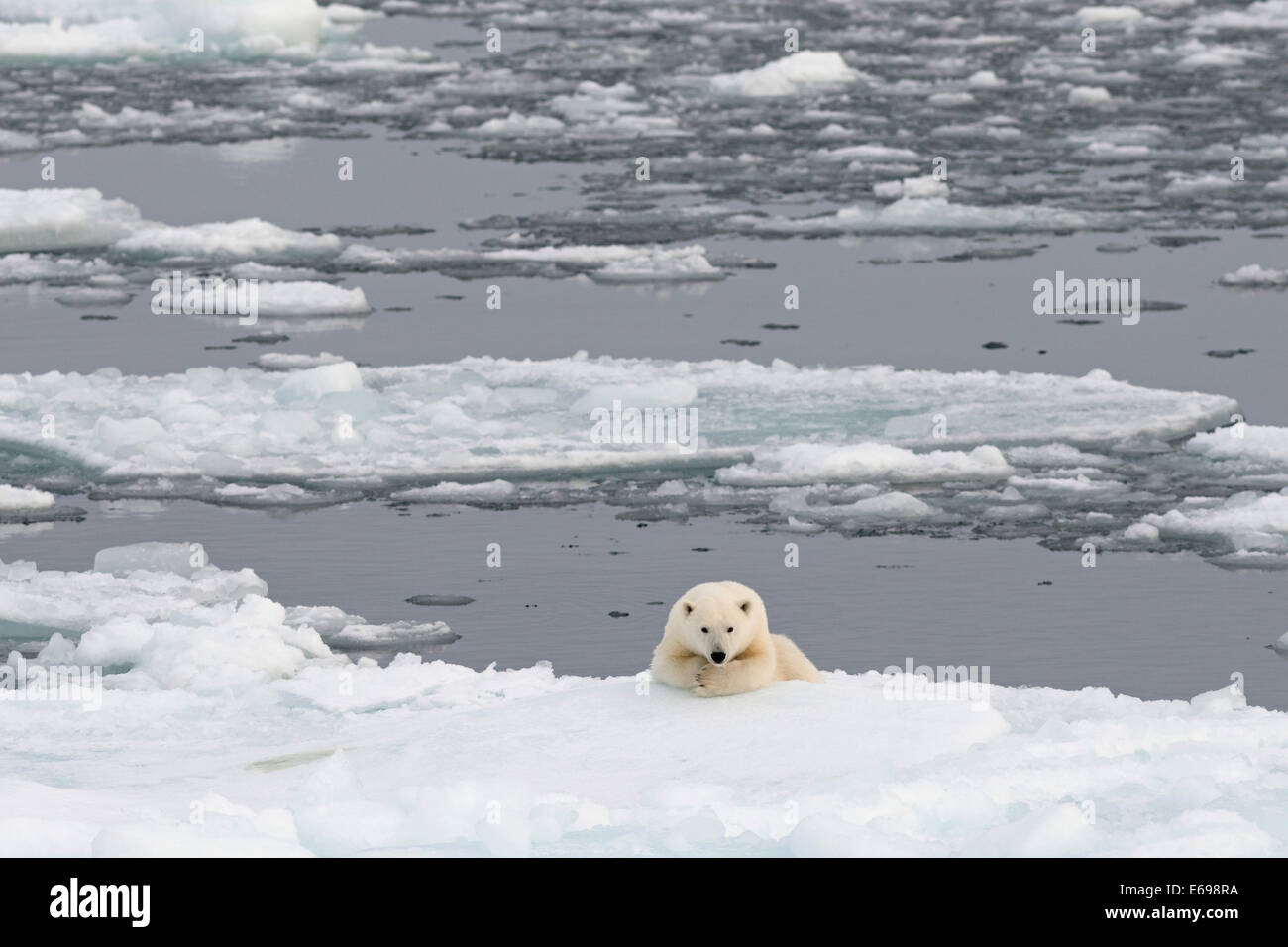 Eisbär (Ursus Maritimus) liegen am Meer Eis, Spitzbergen, Svalbard-Archipel Svalbard und Jan Mayen, Norwegen Stockfoto