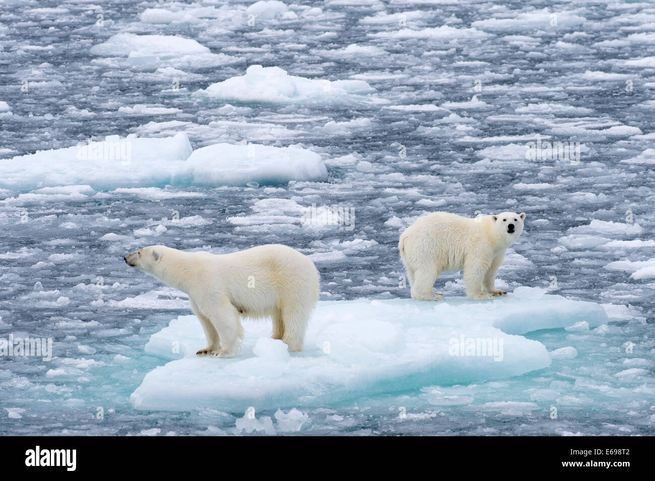 Eisbären (Ursus Maritimus), weibliche und Jugendliche auf einer Eisscholle im Packeis, Insel Spitzbergen, Svalbard-Archipels Stockfoto