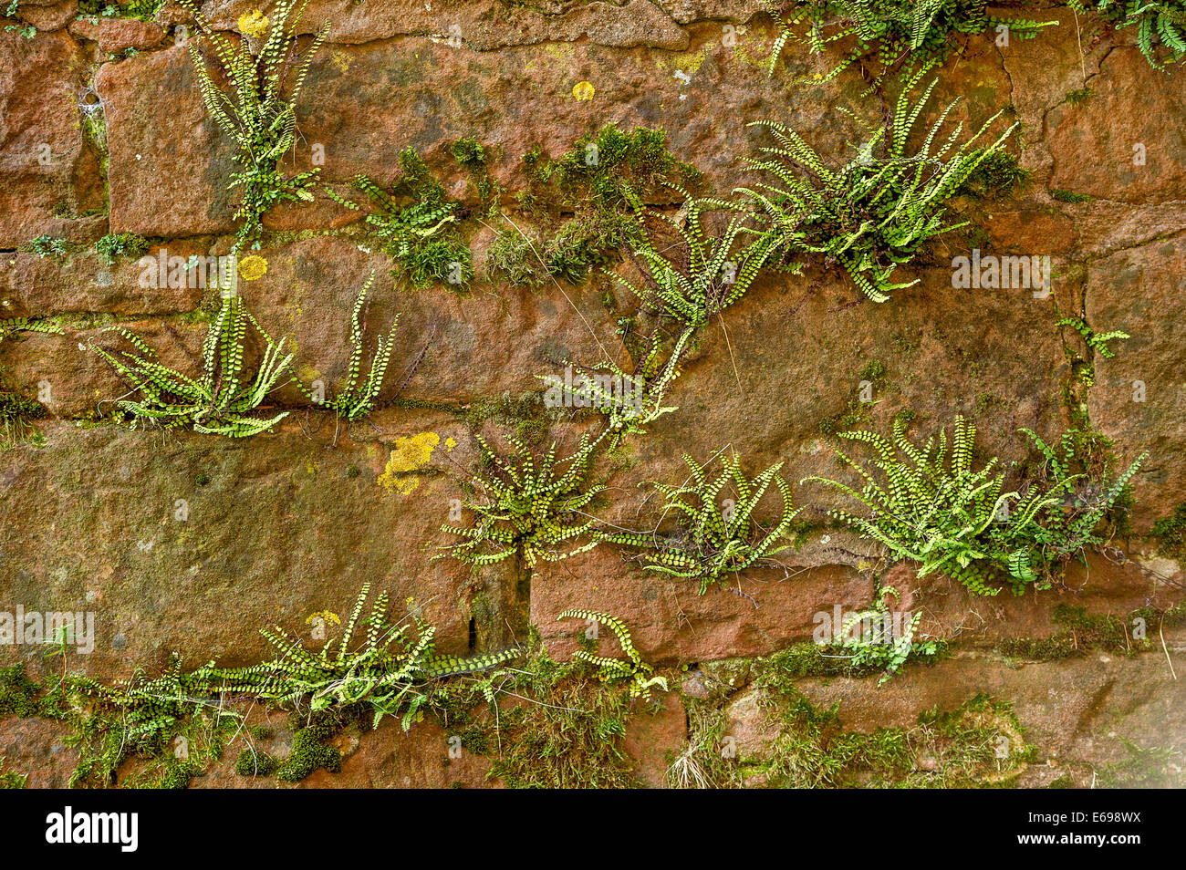 Farne auf einem Sandstein Wand, Altstadt, Büdingen, Hessen, Deutschland Stockfoto