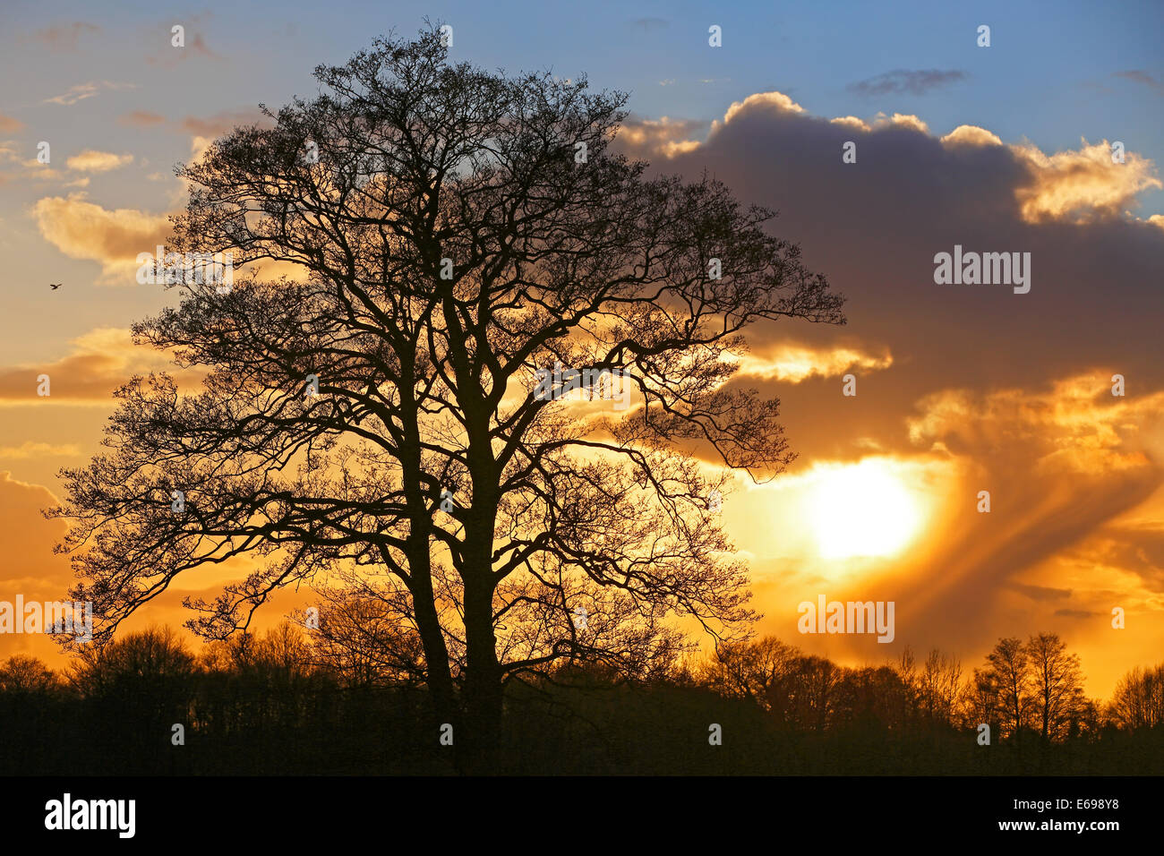 Silhouette eines Baumes gegen ein bewölkter Himmel bei Sonnenuntergang, Oberalsterniederung Nature Reserve, Tangstedt, Schleswig-Holstein, Deutschland Stockfoto