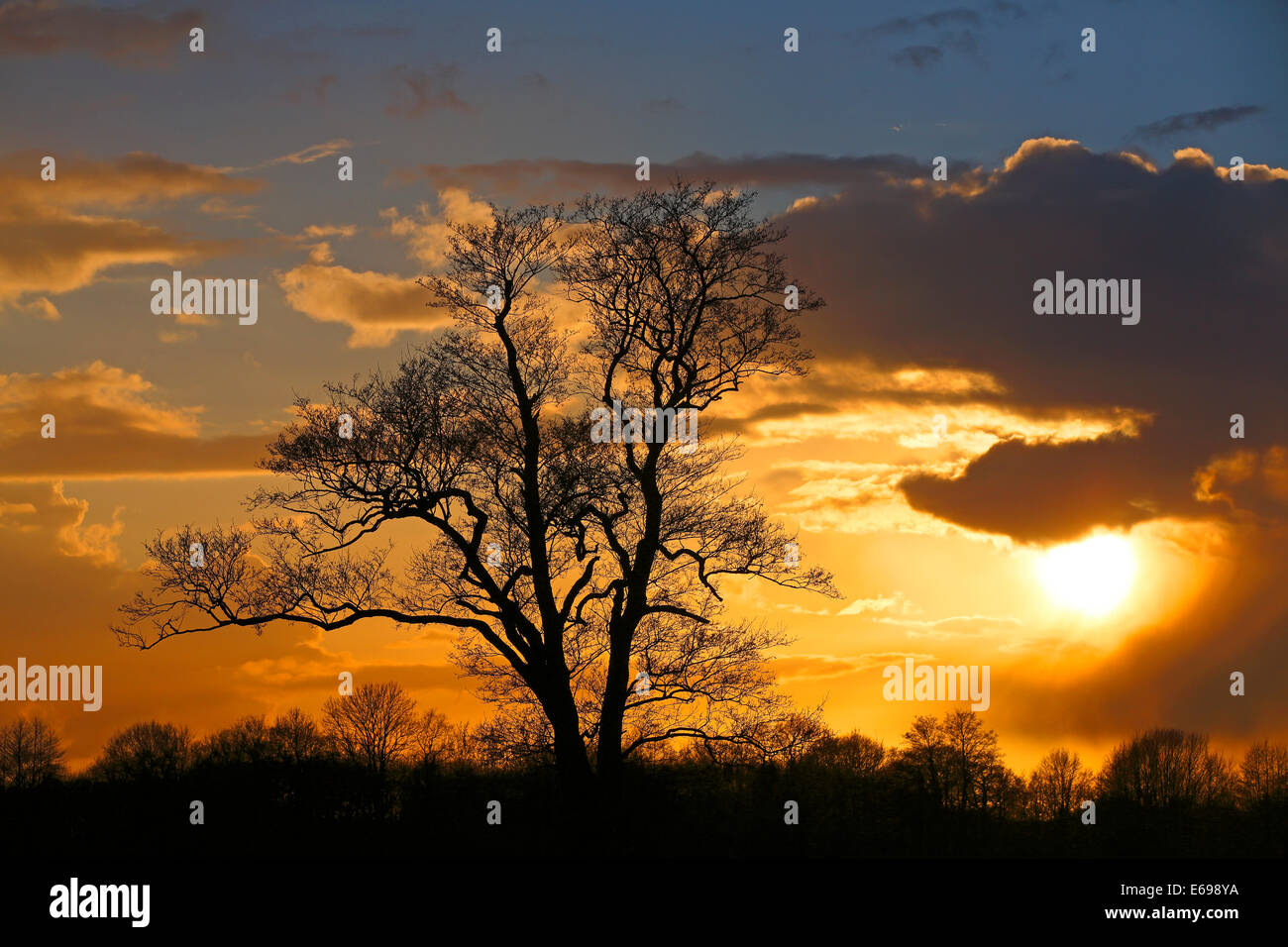 Silhouette eines Baumes gegen ein bewölkter Himmel bei Sonnenuntergang, Oberalsterniederung Nature Reserve, Tangstedt, Schleswig-Holstein, Deutschland Stockfoto