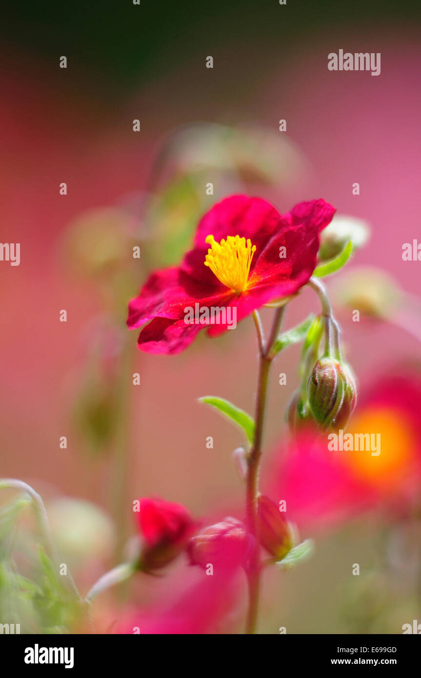 Einen roten Rock rose-UK Stockfoto