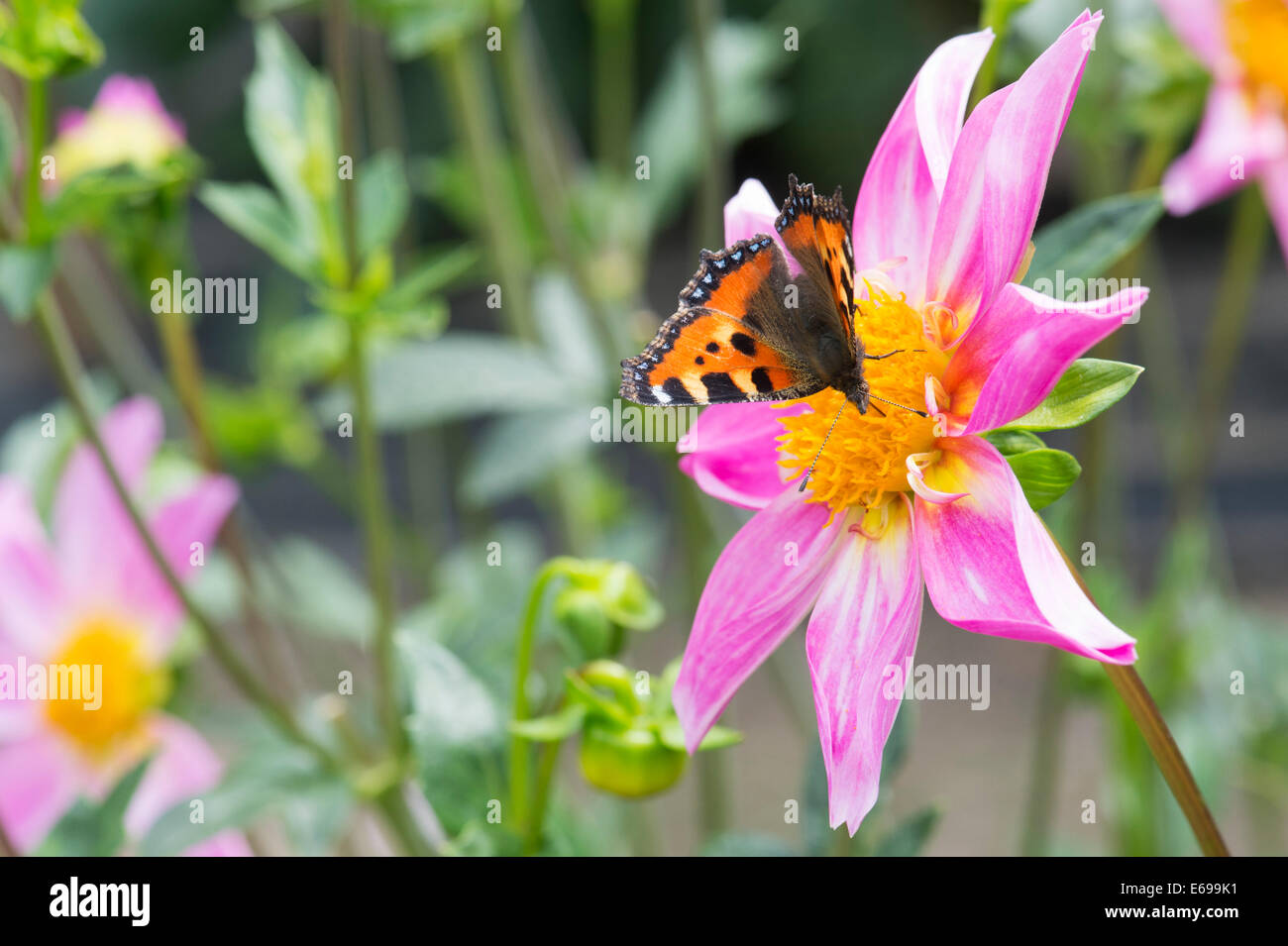 Aglais Urticae. Kleiner Schildpatt Schmetterling auf Blume Dahlie "bright Eyes". Einzelne Blumen Dahlie Stockfoto