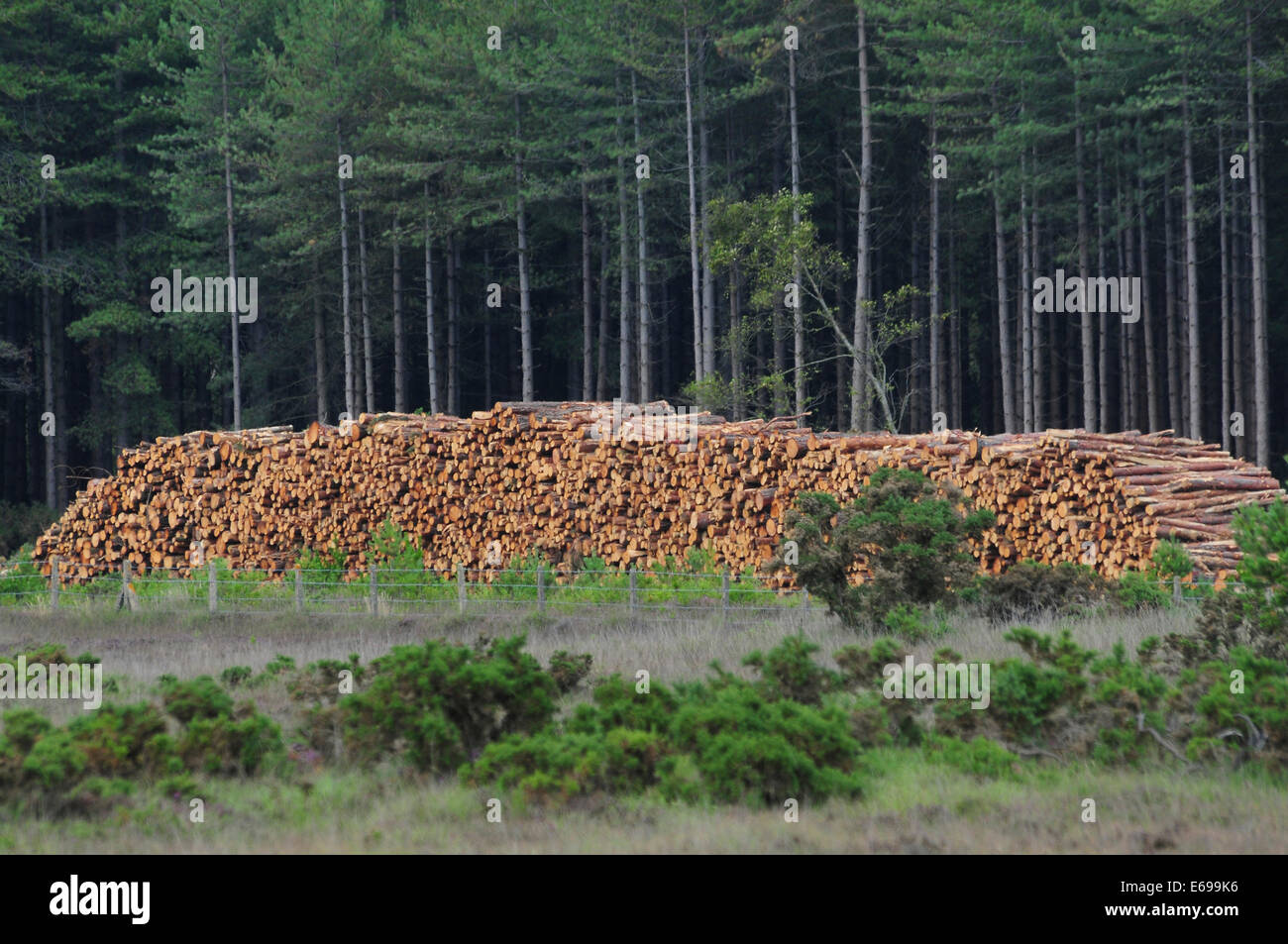 Eine riesige Log Haufen Dorset UK Stockfoto