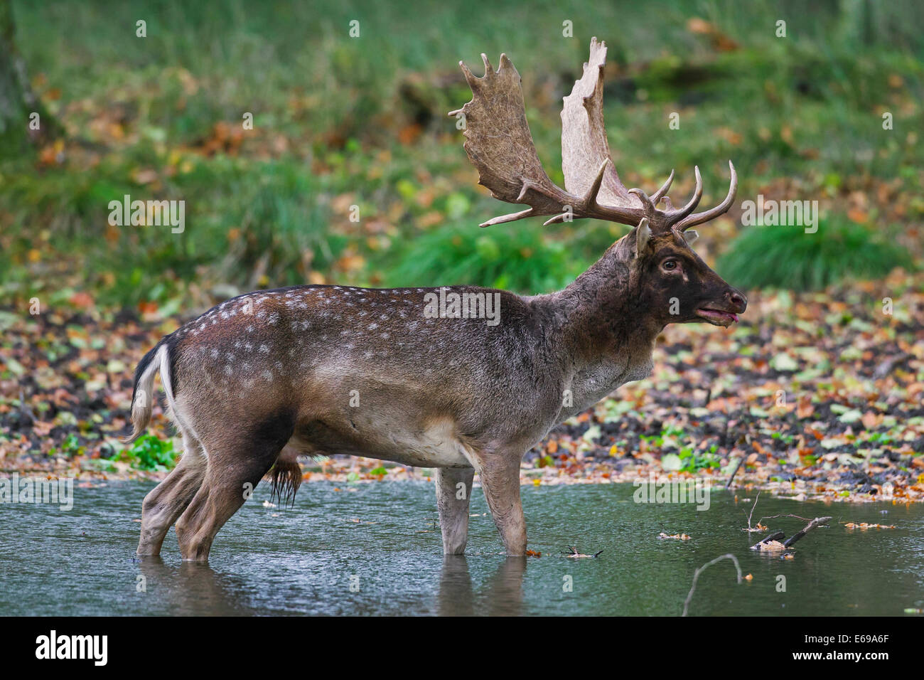 Damhirsch (Dama Dama) Bock stehend im Wasser des bewaldeten Teich während der Brunft im Herbst Stockfoto