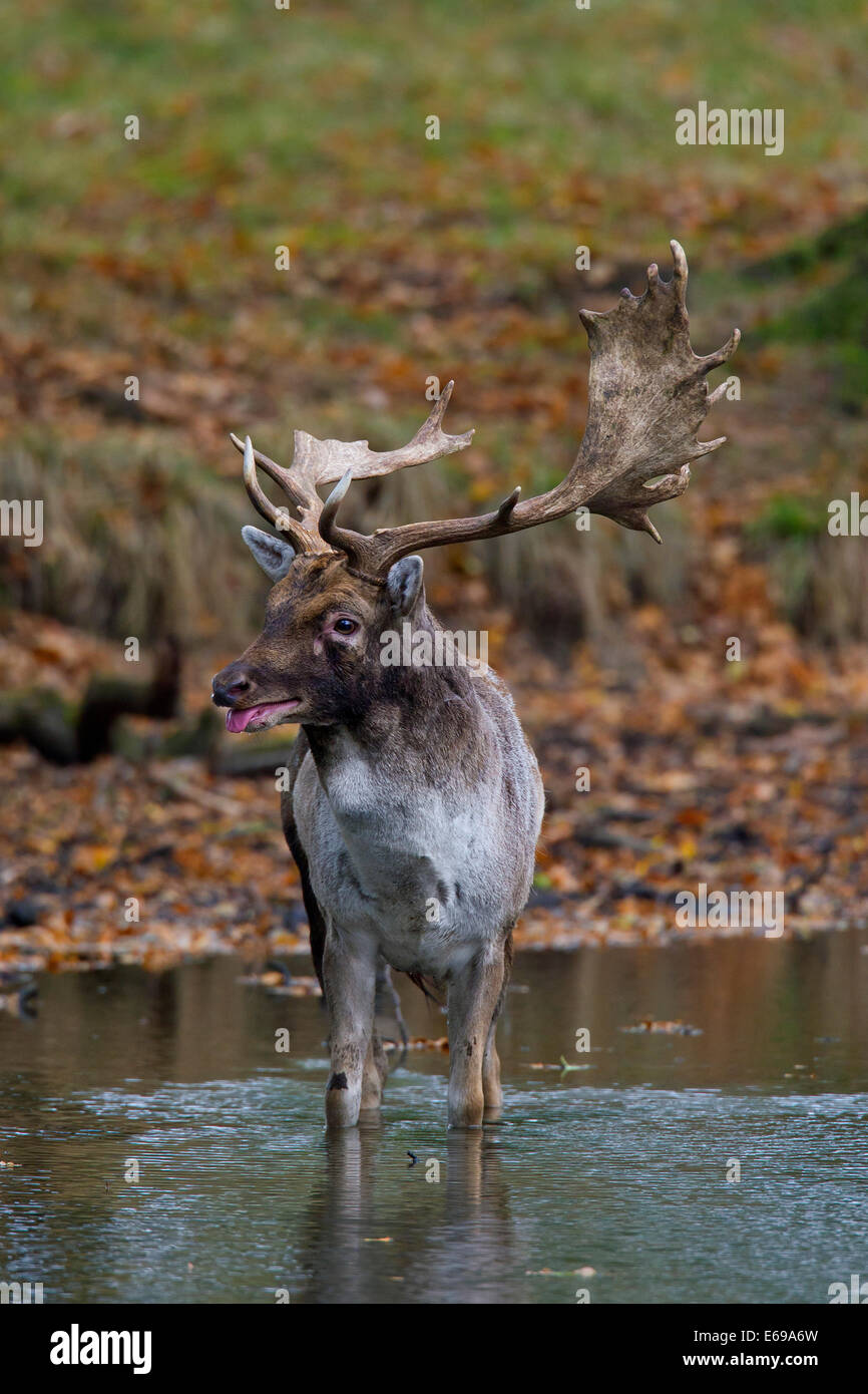 Kampf vernarbt Damhirsch (Dama Dama) Bock mit gebrochenen Geweih stehend im Wasser des bewaldeten Teich während der Brunft im Herbst Stockfoto