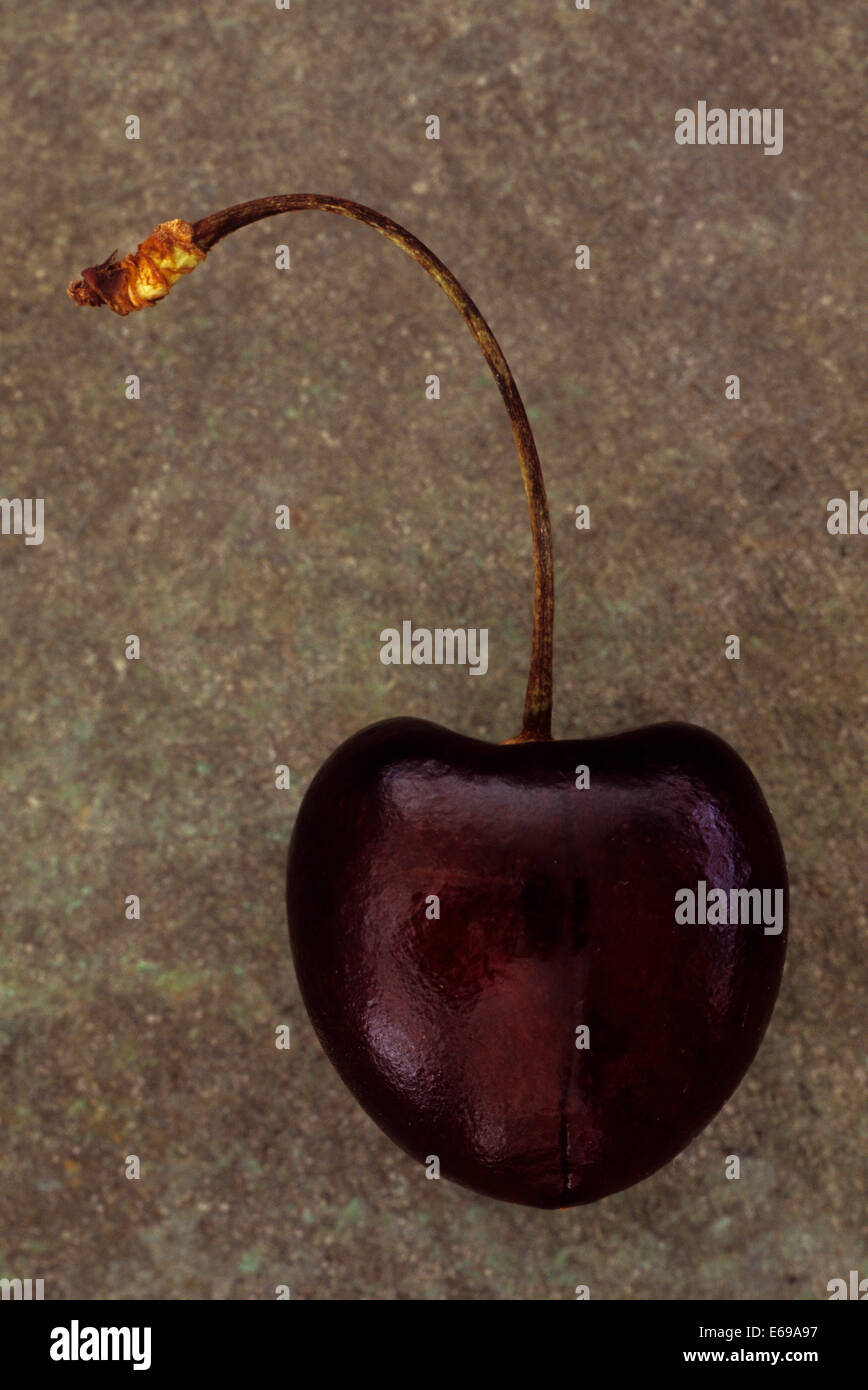 Einzelne schwarze Kirsche oder Prunus Avium Kordia mit langen geschwungenen Stiel auf angeschlagene Metall liegen Stockfoto