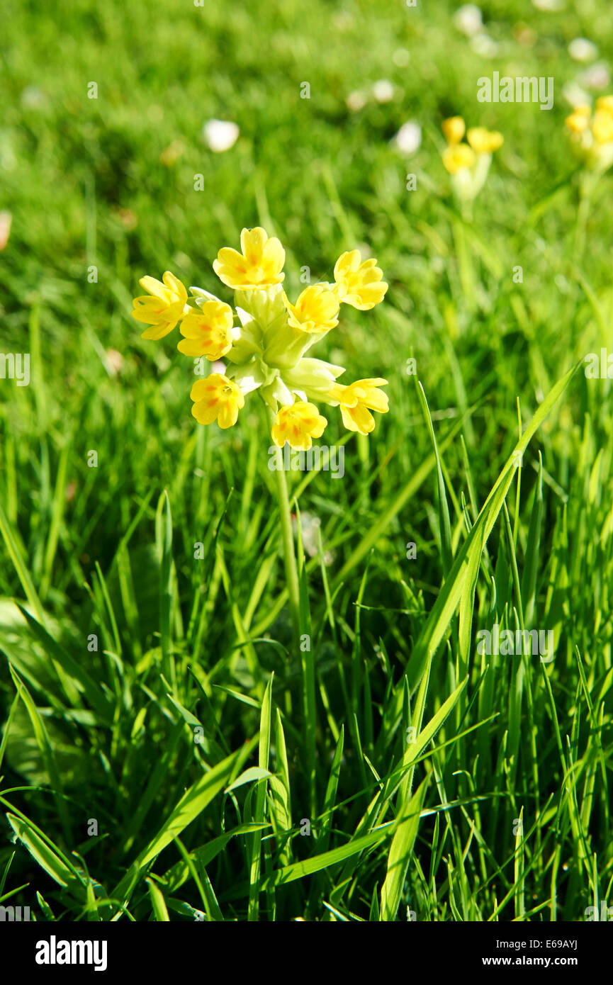 Sommergarten Schlüsselblume Blumen Stockfoto