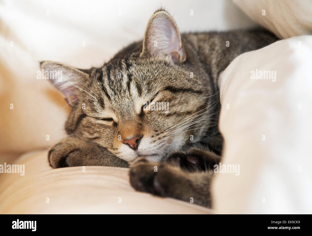 Katze schläft auf Bett Stockfoto