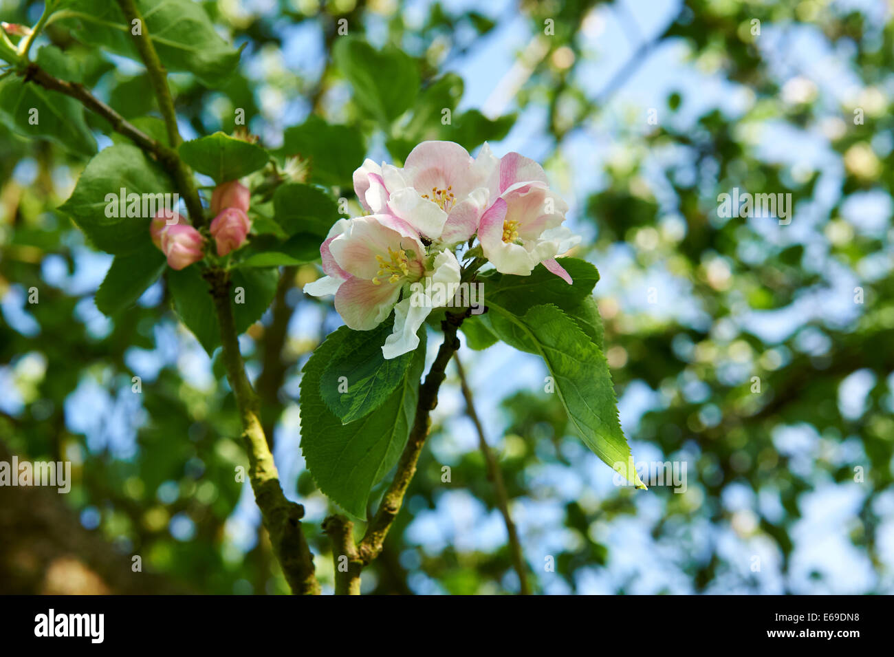 Sommergarten Apfelblüte Stockfoto