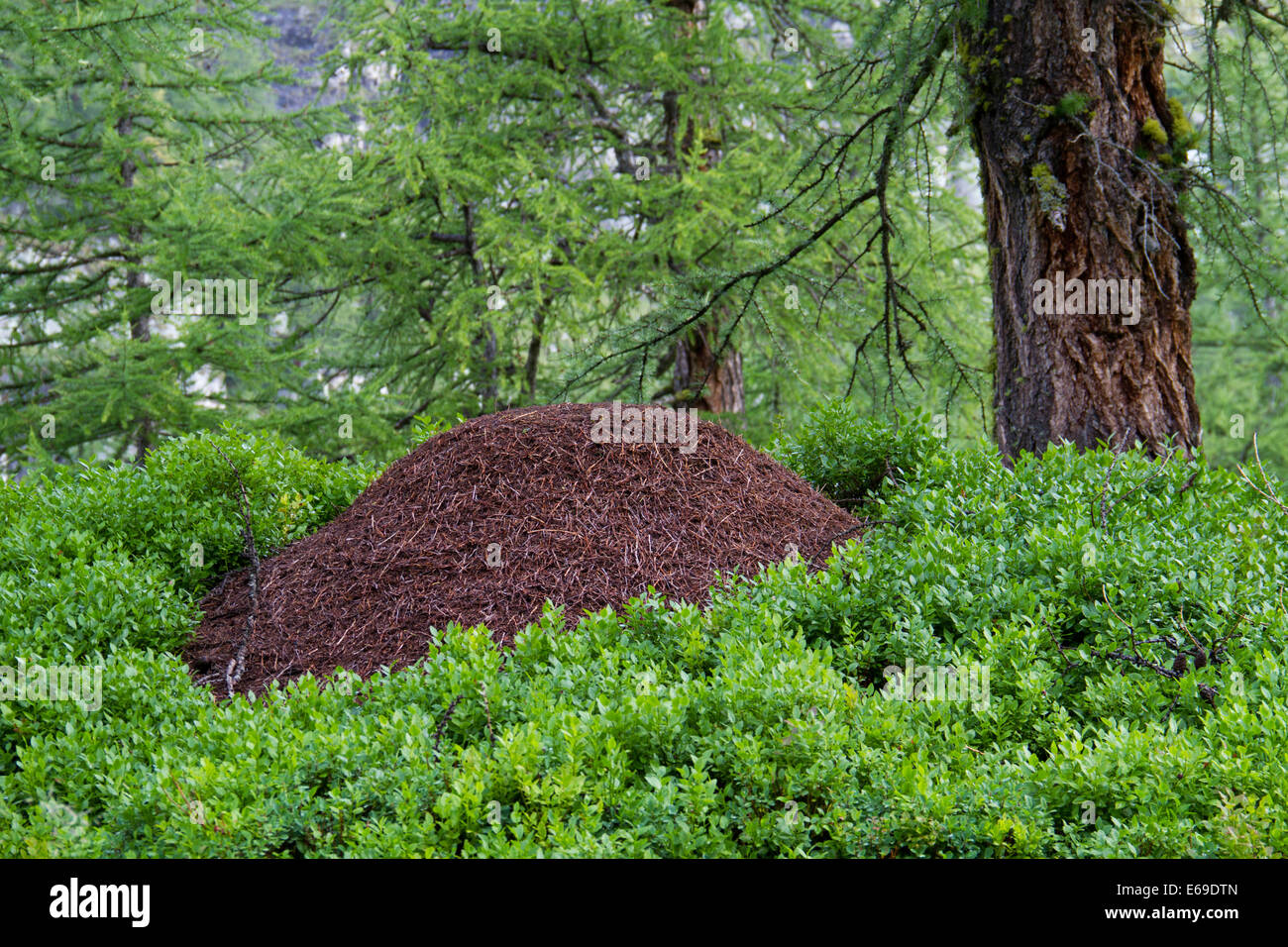 Große Ameise Hügel im Wald zwischen Heidelbeere Pflanzen Stockfoto