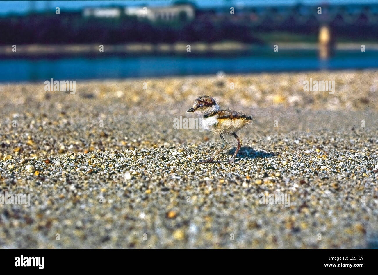 Kleinen Flussregenpfeifer-Regenpfeifer (Charadrius Dubius) Pullus aus ein paar Stunden geboren Stockfoto