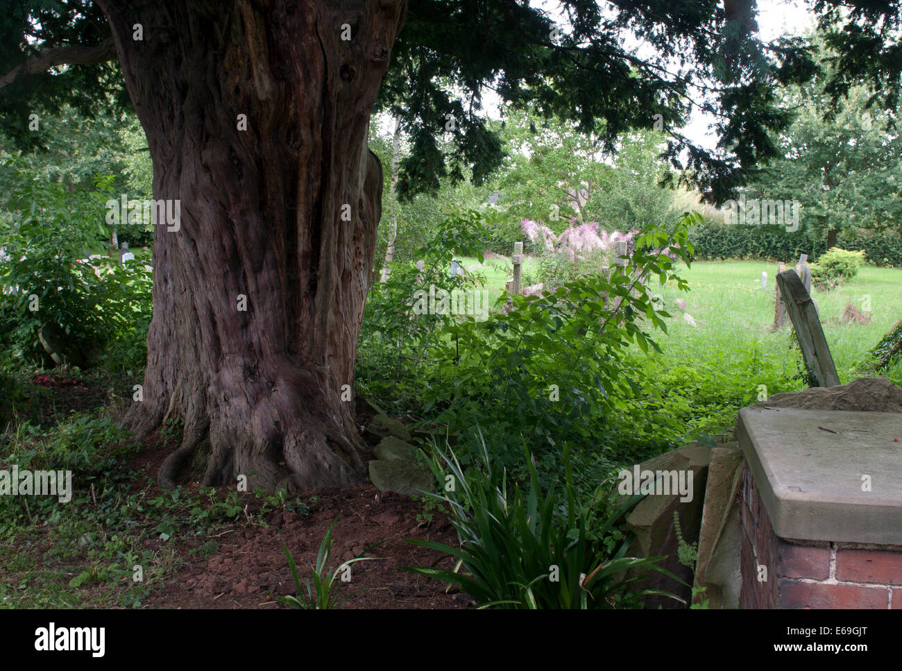 Alte Eibe in St. Philip und St. James Friedhof, Whittington, Worcestershire, England, UK Stockfoto