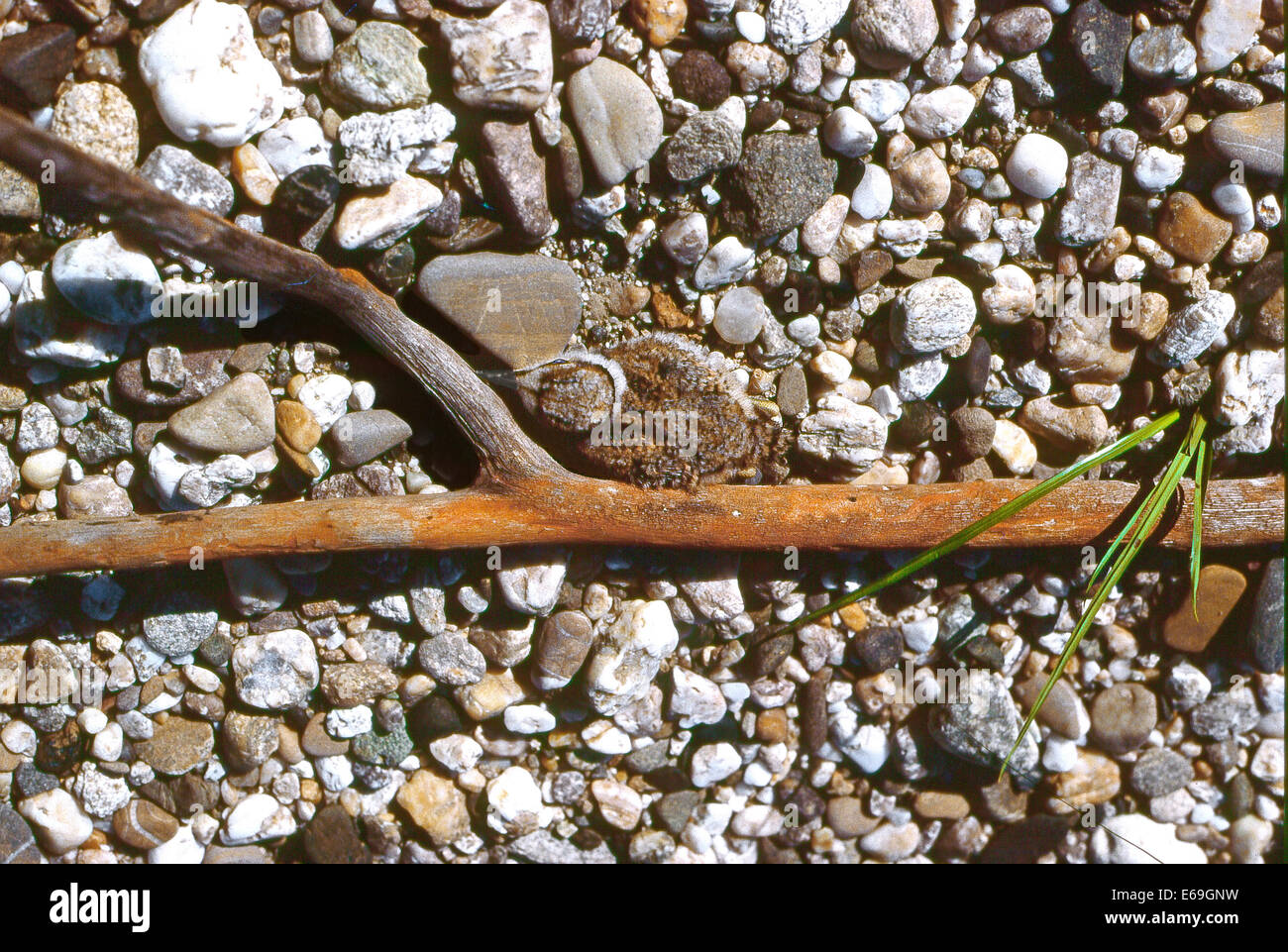 Mimikry-Flussregenpfeifer (Charadrius Dubius) getarnt Nestling unter den Kies Stockfoto